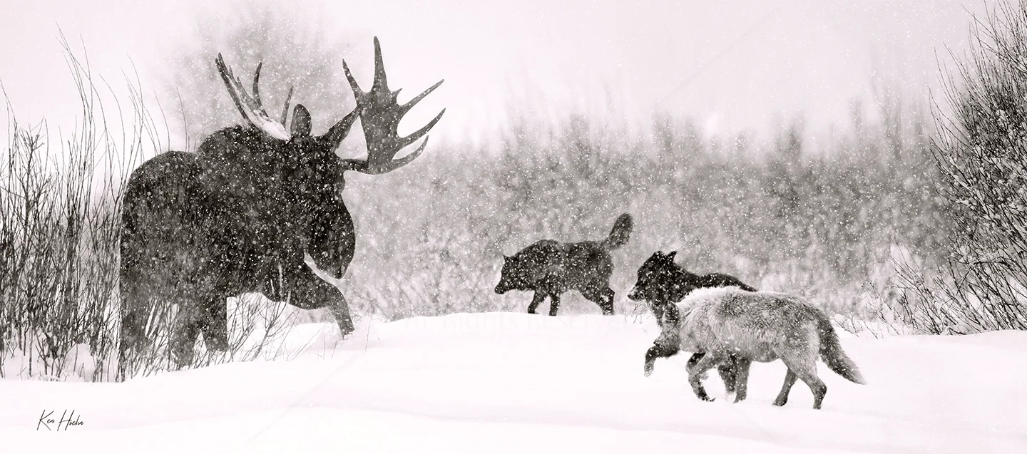 bet the moose watermarked.webp