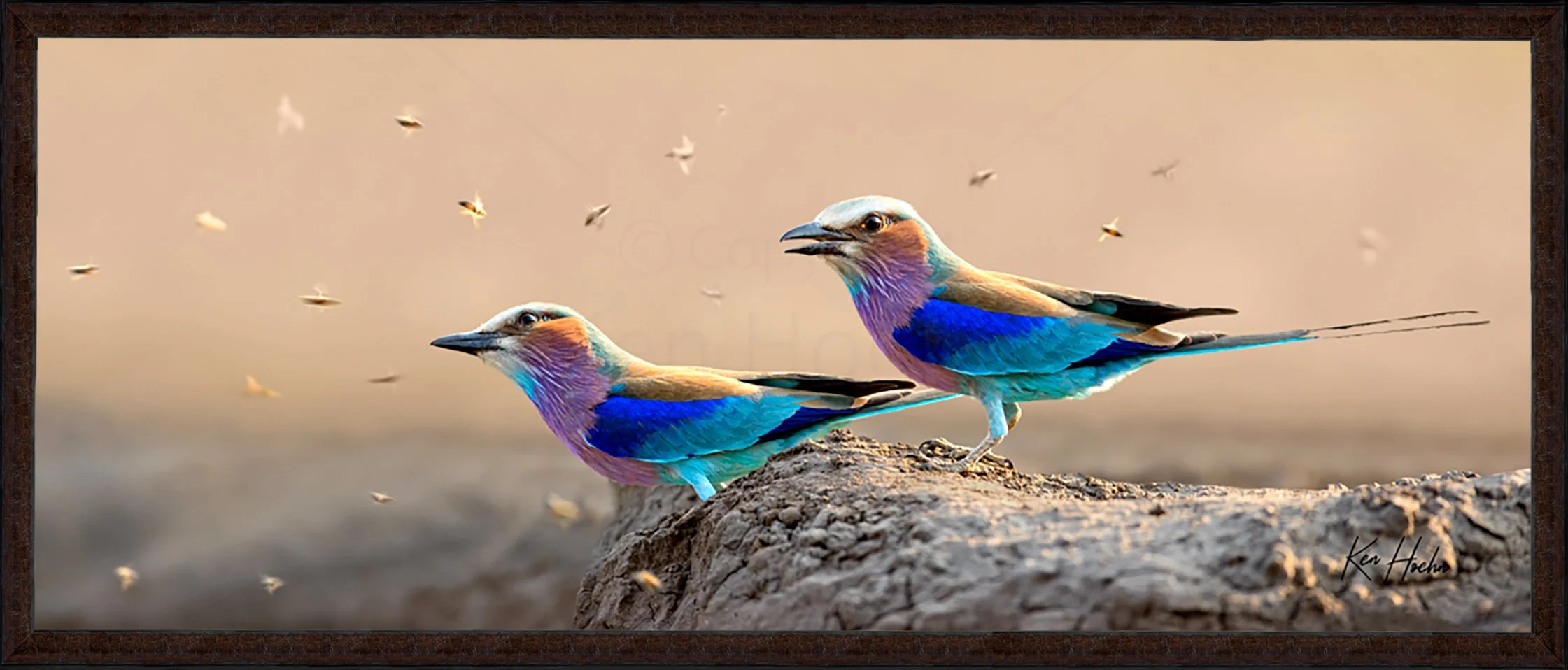 The Birds and the Bees Framed 87.jpg