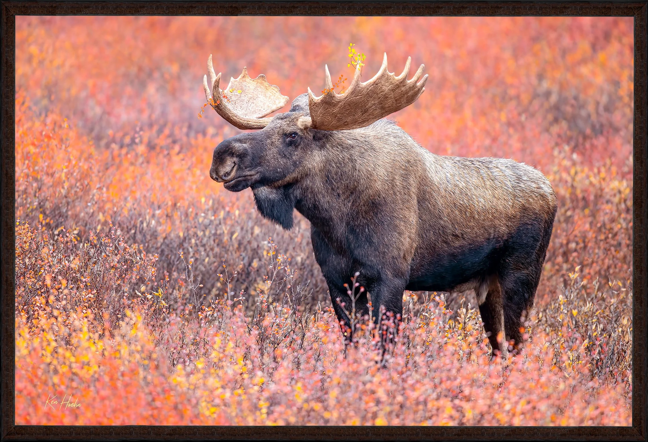 Crowned in Fire Opals.jpg