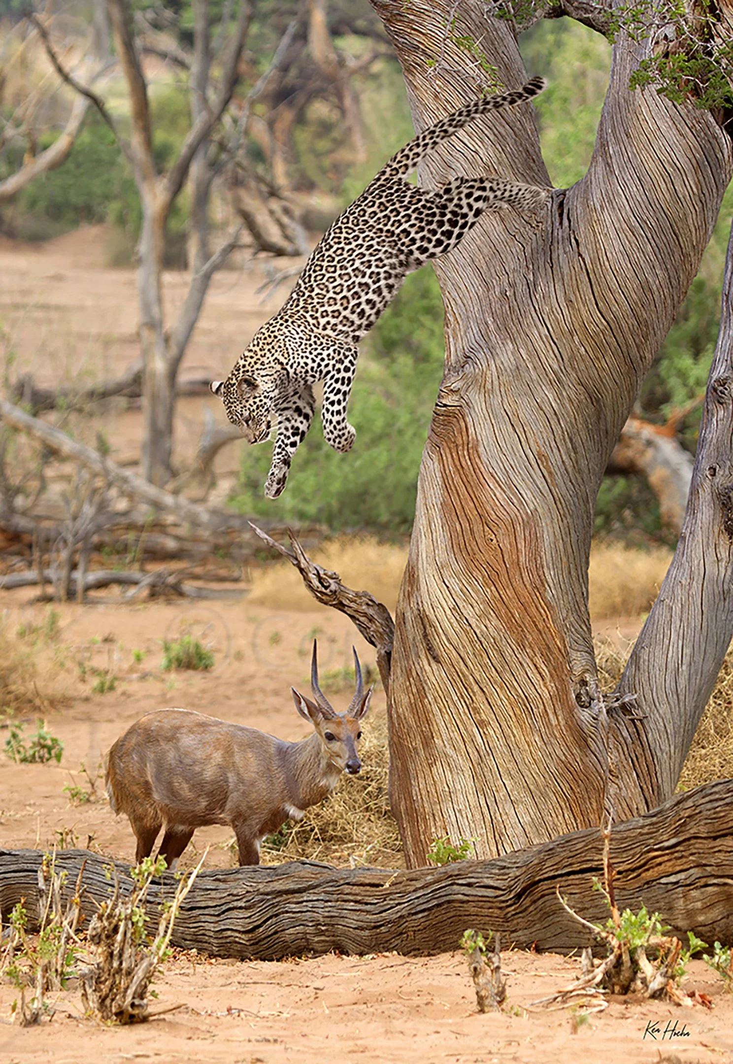 Sudden and Silent Unframed.jpg