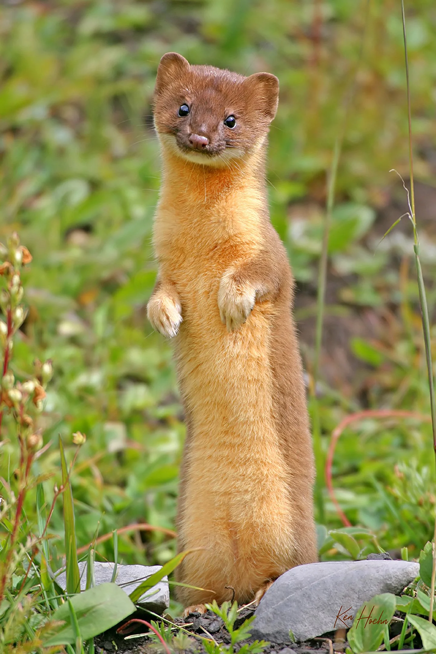 Cute Little Serial Killer.jpg