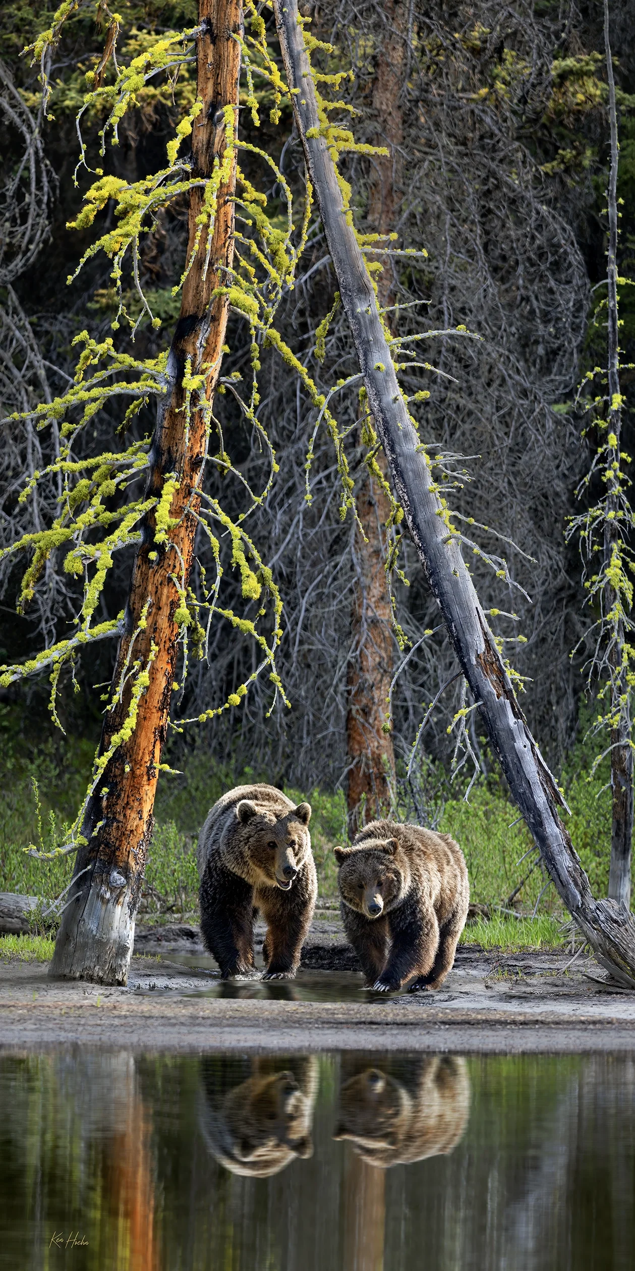 a song in the silent forest watermarked.webp