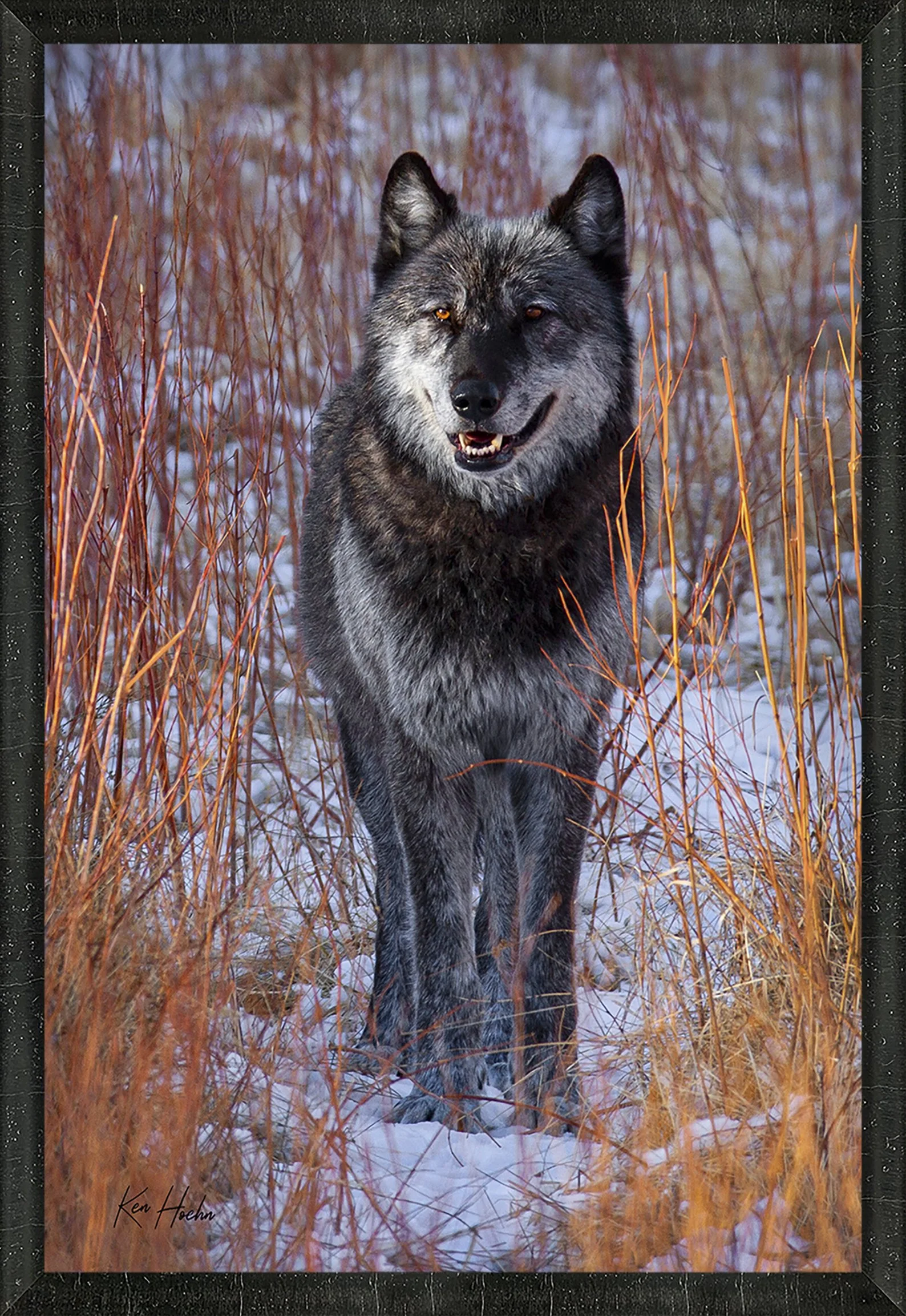 Gray Beard FR 45.jpg
