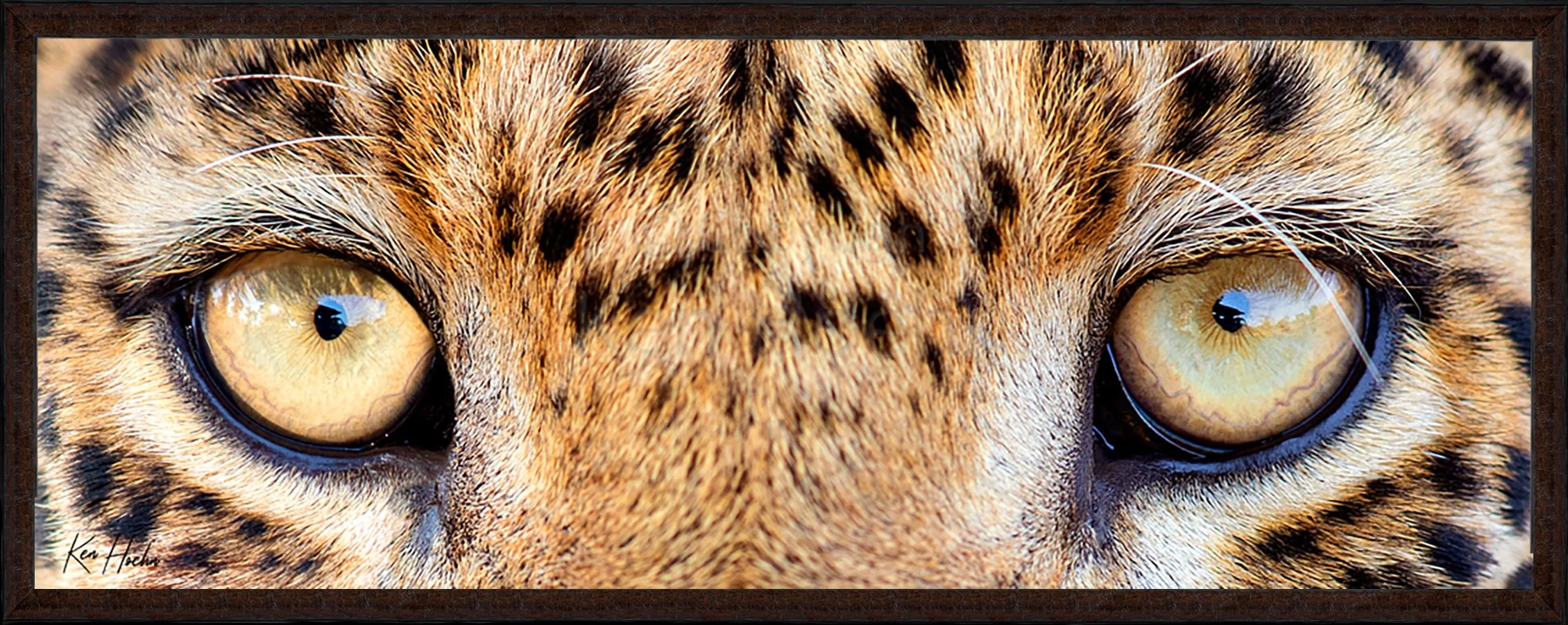 Wild Eyes Framed 87.jpg