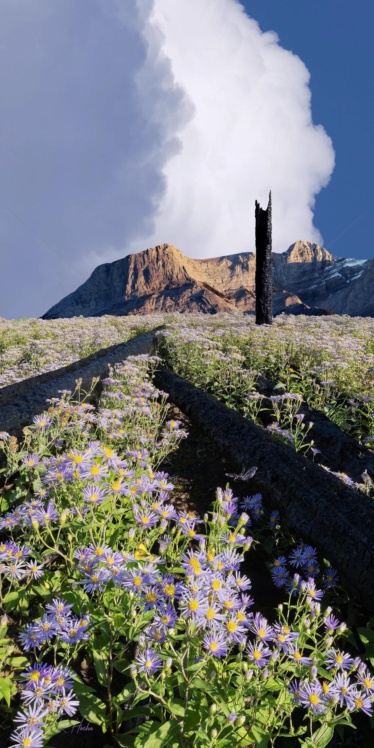 ashes to astres 2 to 1 watermarked.webp