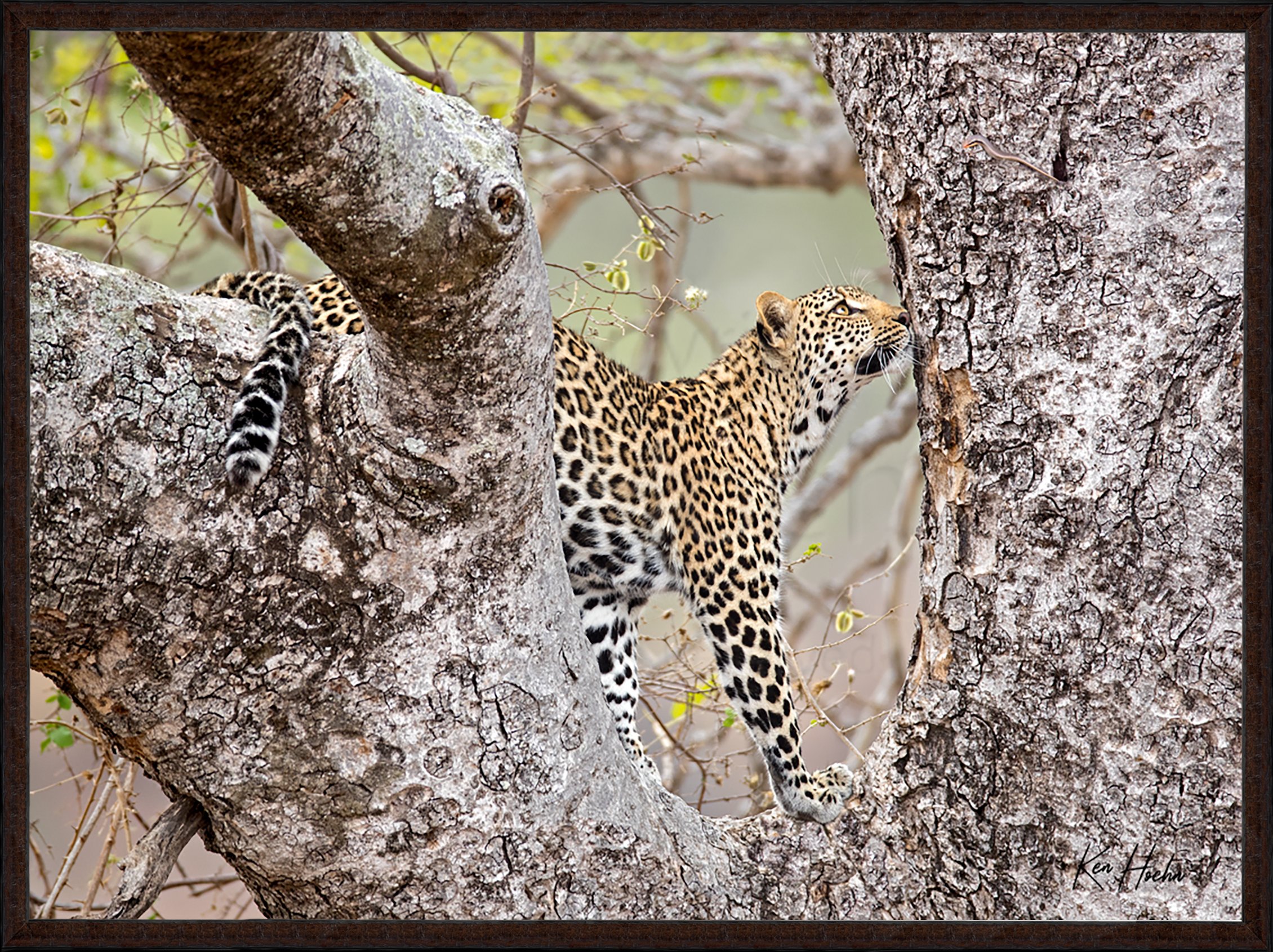 Nature Studies Nature Framed 87.jpg