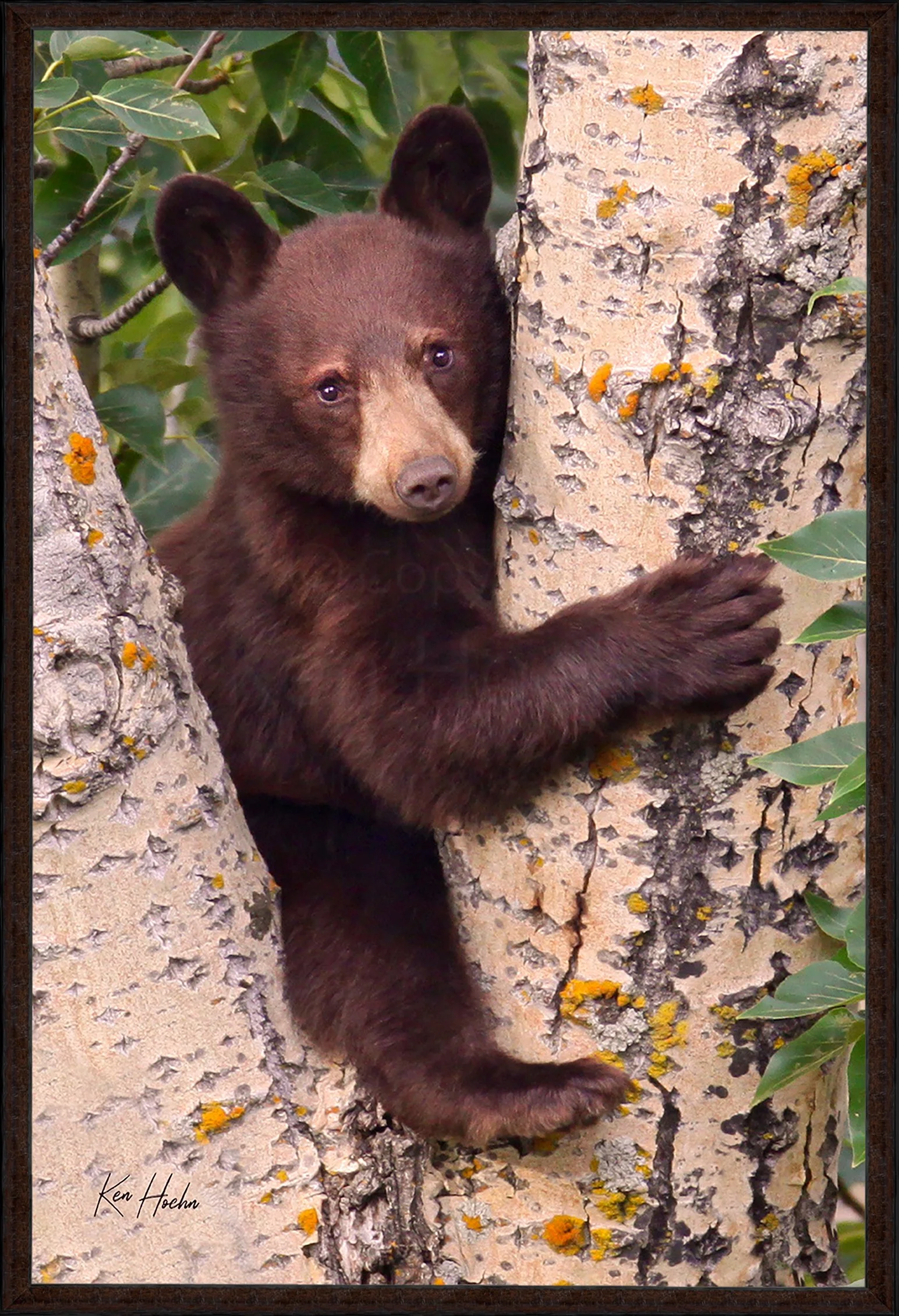 Tree Hugger FR 87.jpg