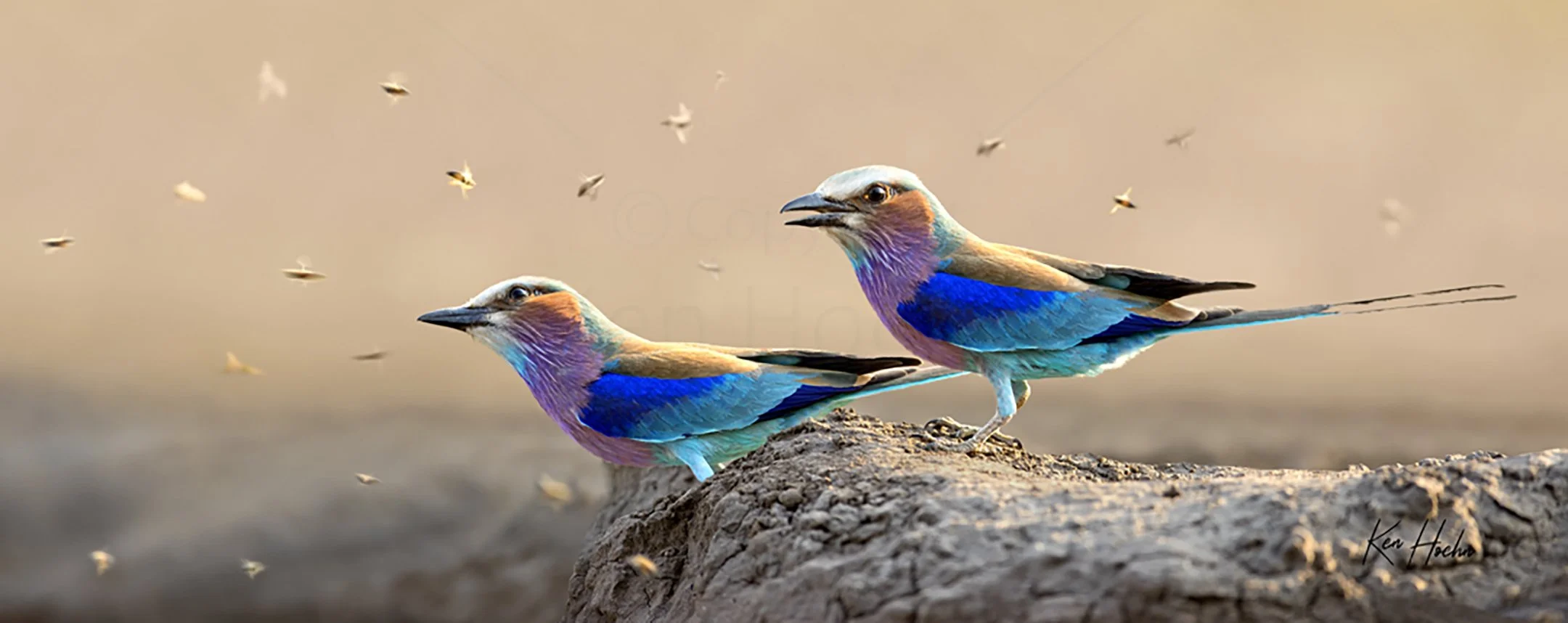 The Birds and the Bees Unframed.jpg