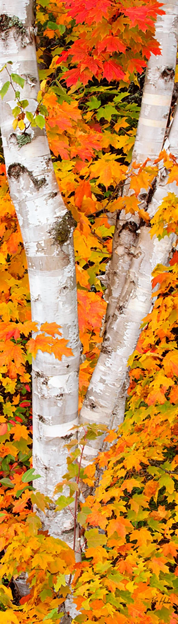 Somewhere in the Heart Unframed.jpg