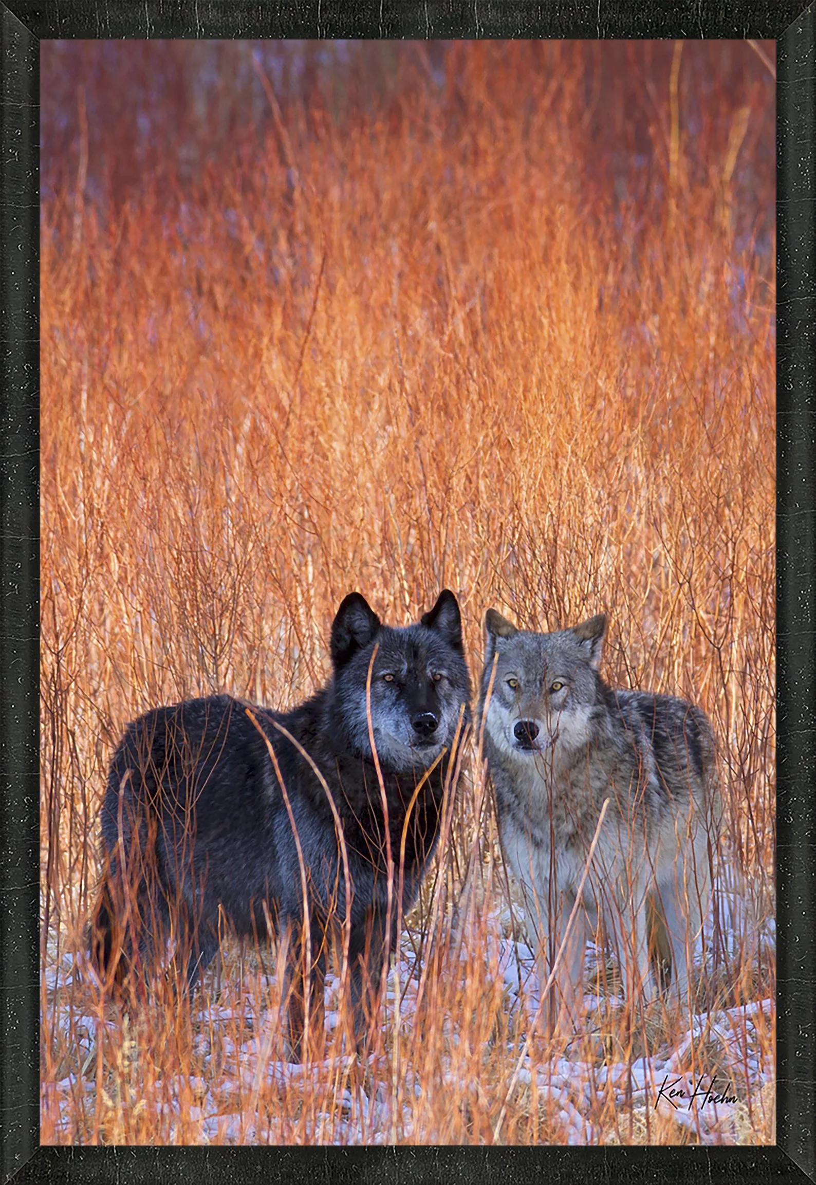 Red Willow Watch Framed 45.jpg