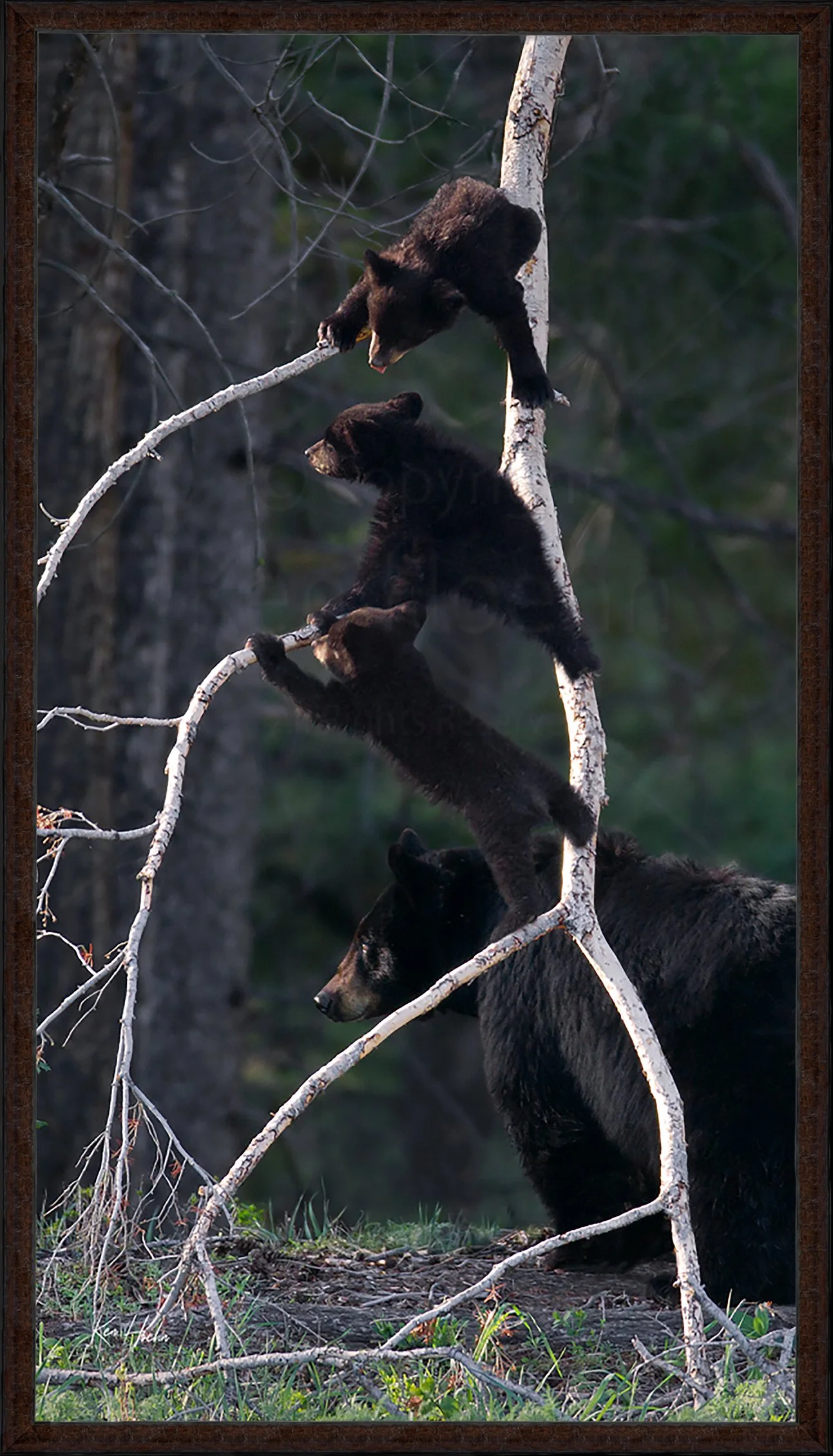 A Family in the Woods Framed 87.jpg