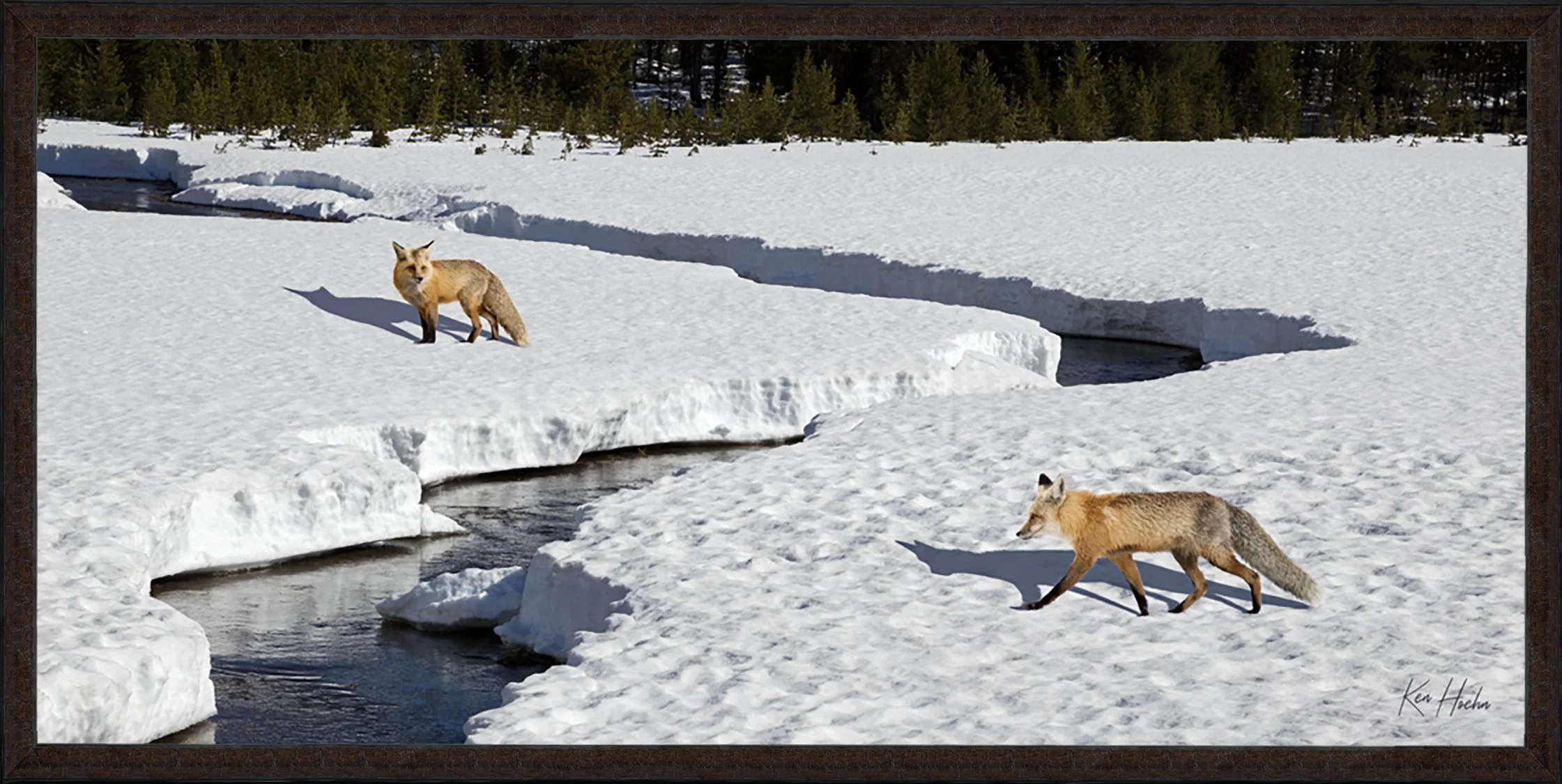Foxes Without Borders Framed 87.jpg