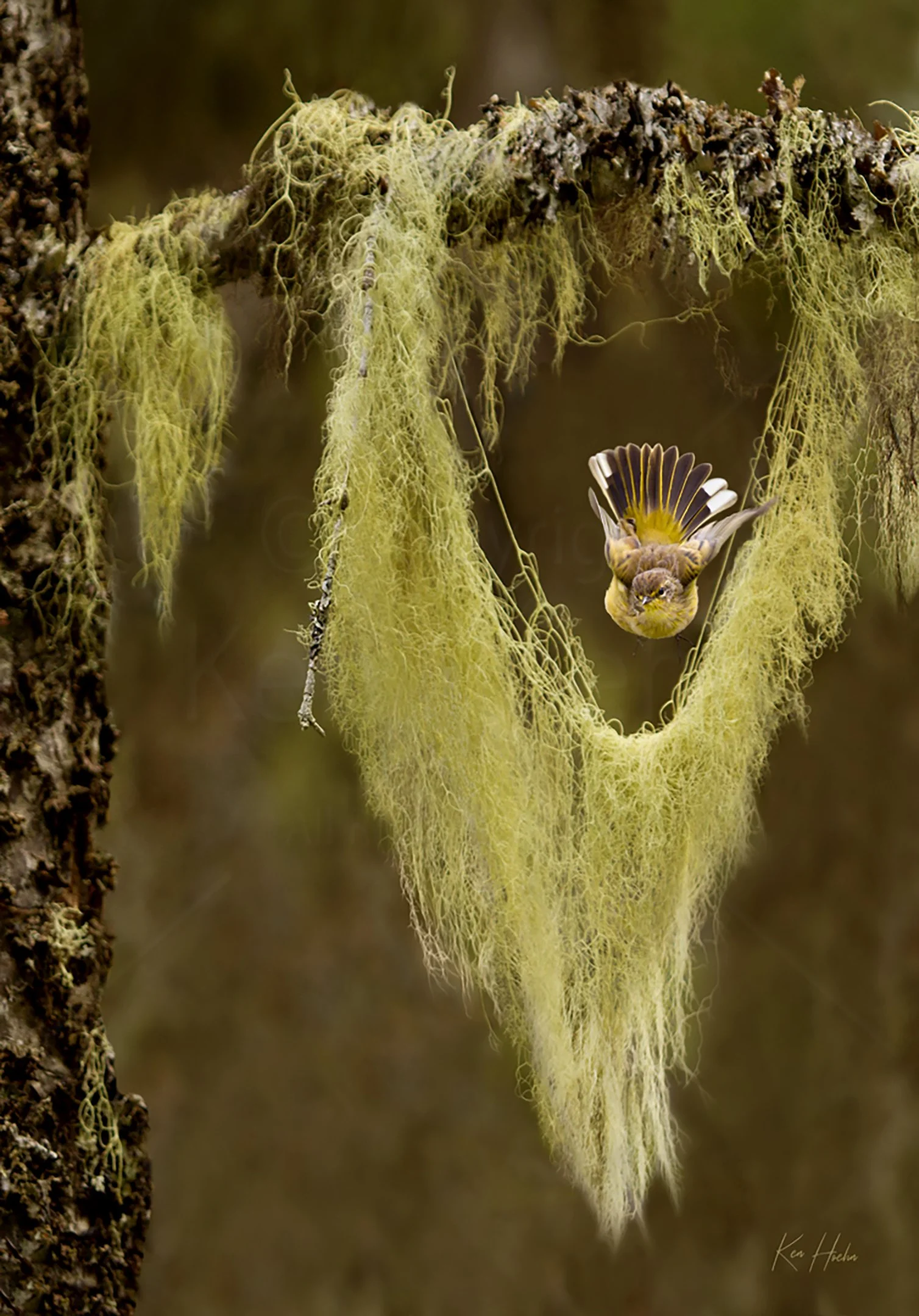 A Wizard in the Woods Unframed.jpg