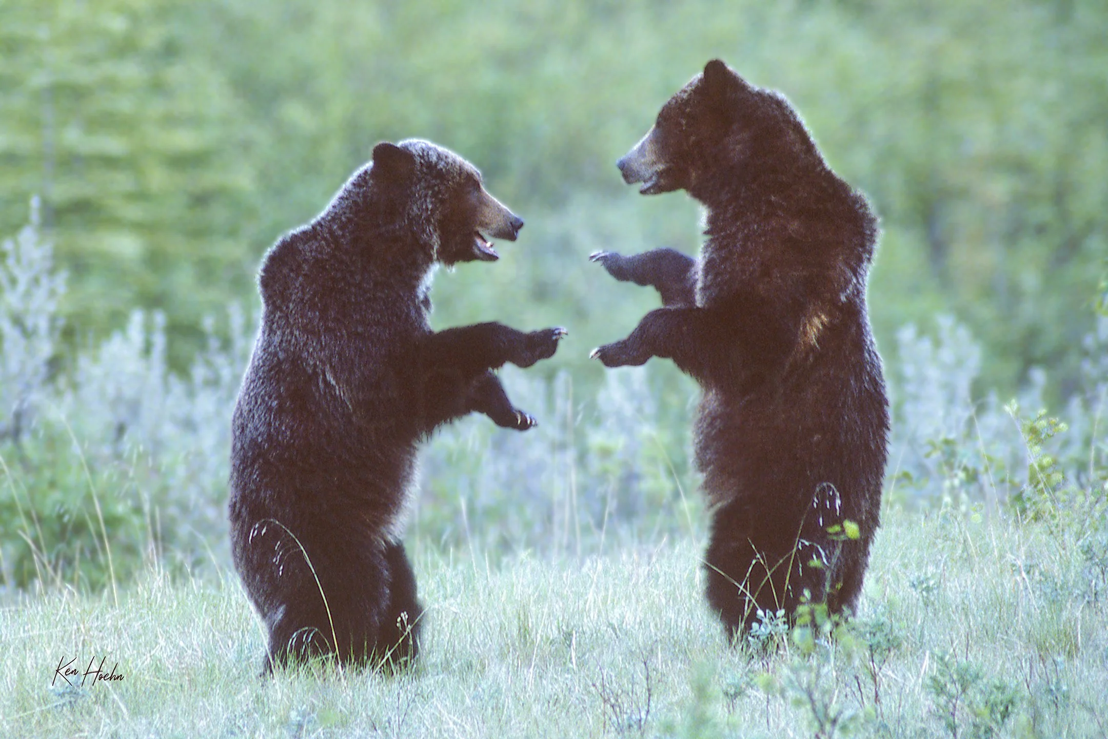 Boogie Bears.jpg