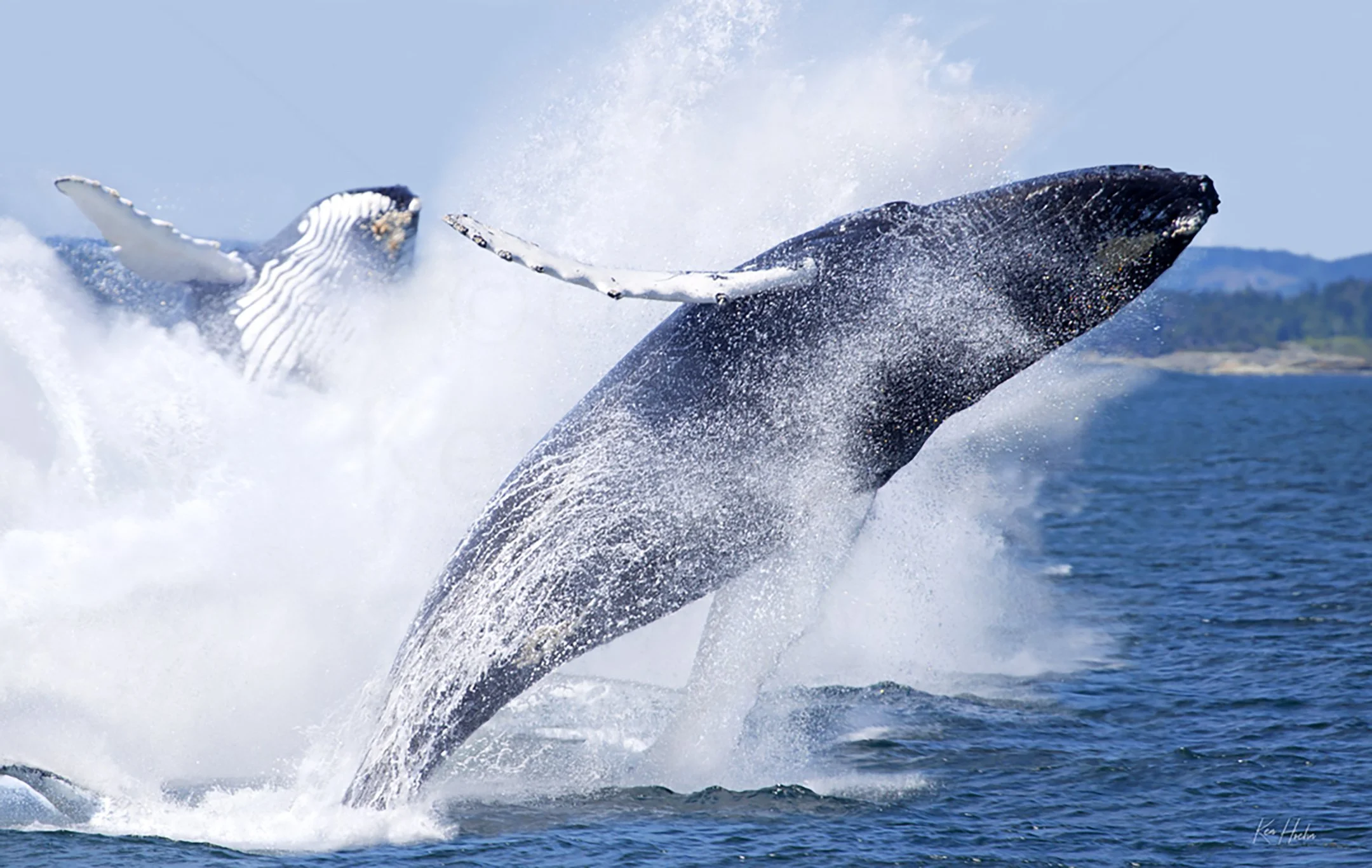 Dancing on the Diamond Sea Unframed.jpg