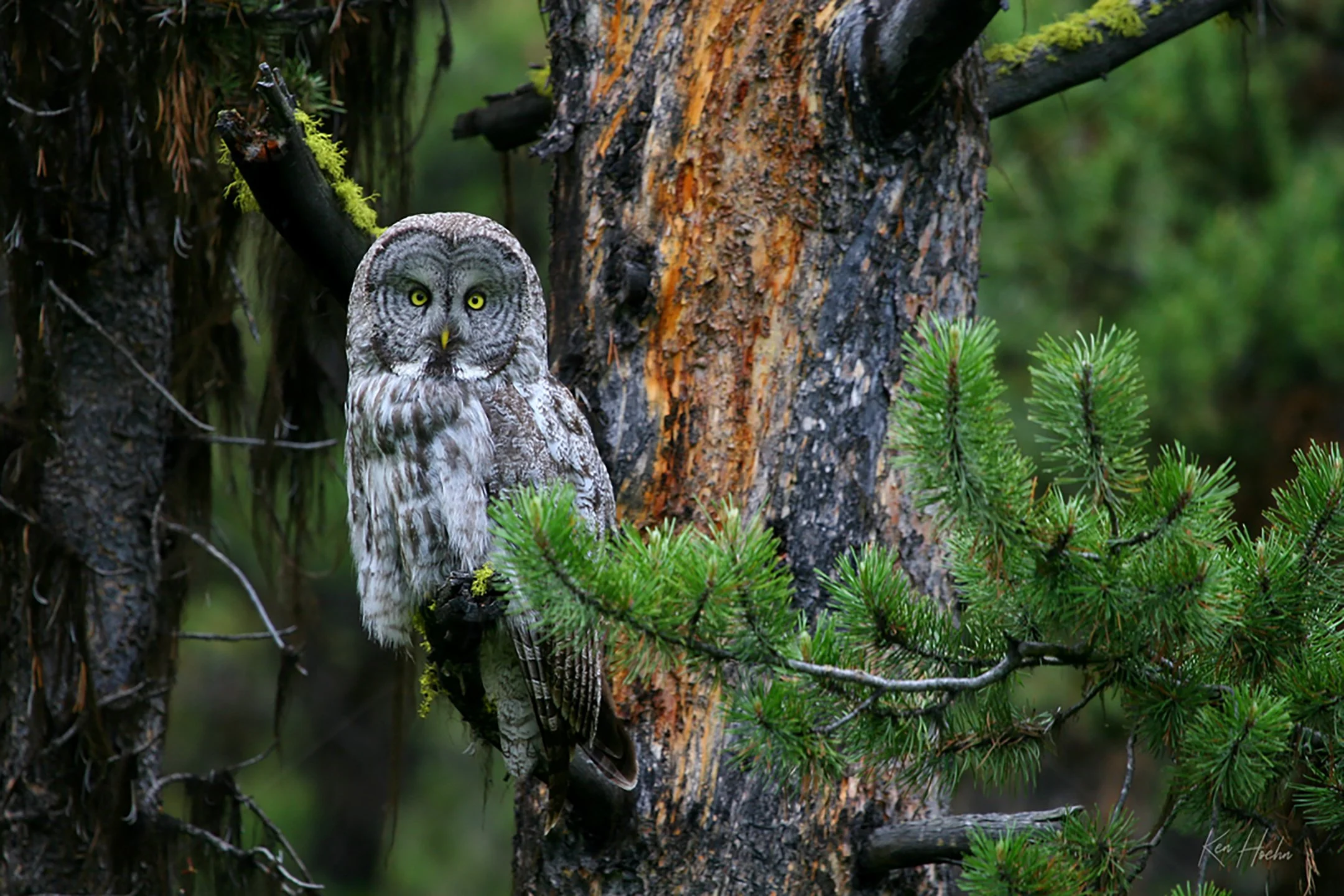 The Ghost Unframed.jpg