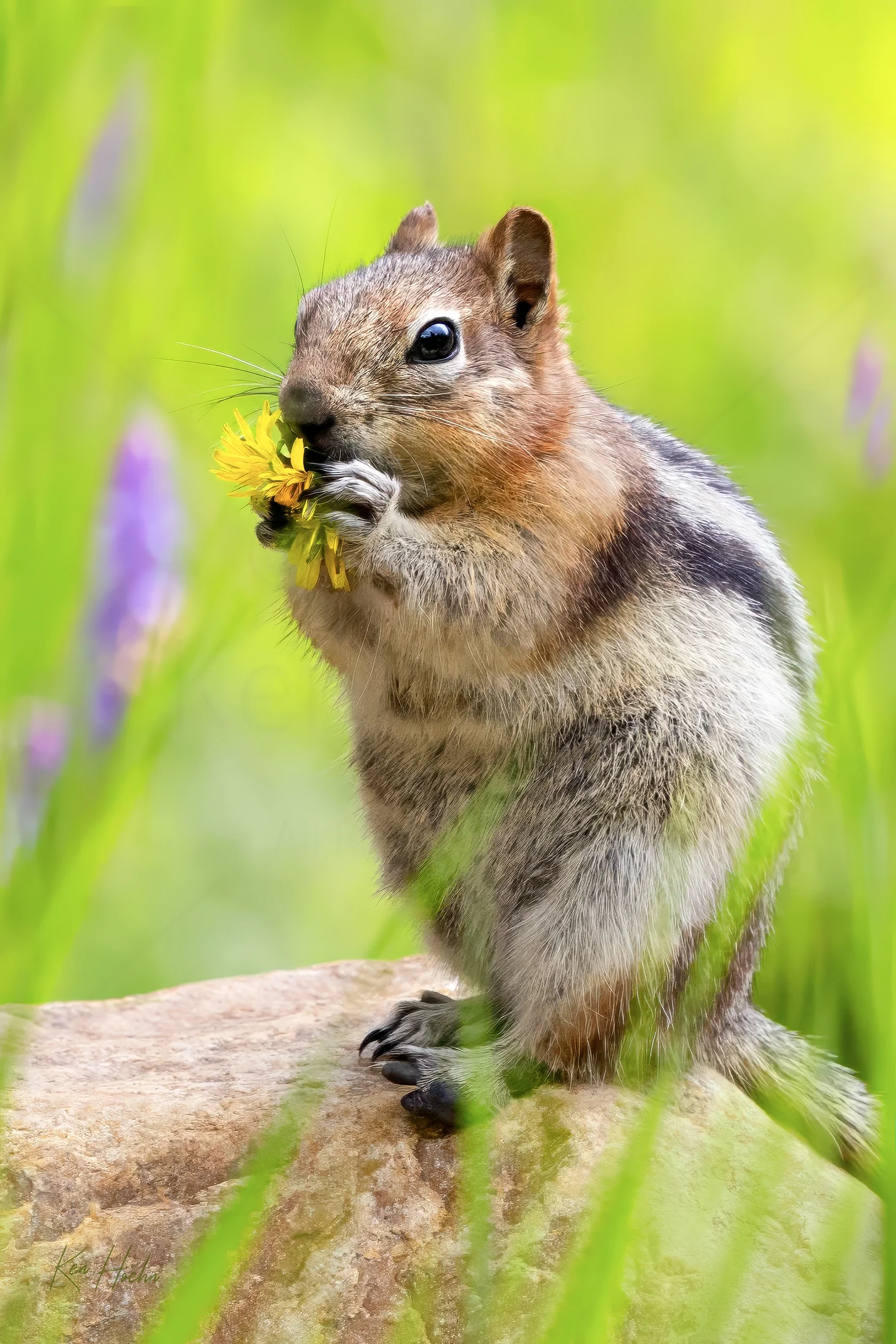 stop and watermarked.webp