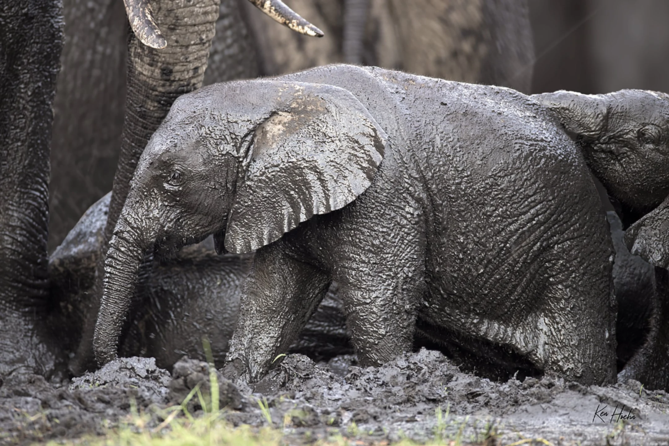 Mud Puddle Free Unframed.jpg