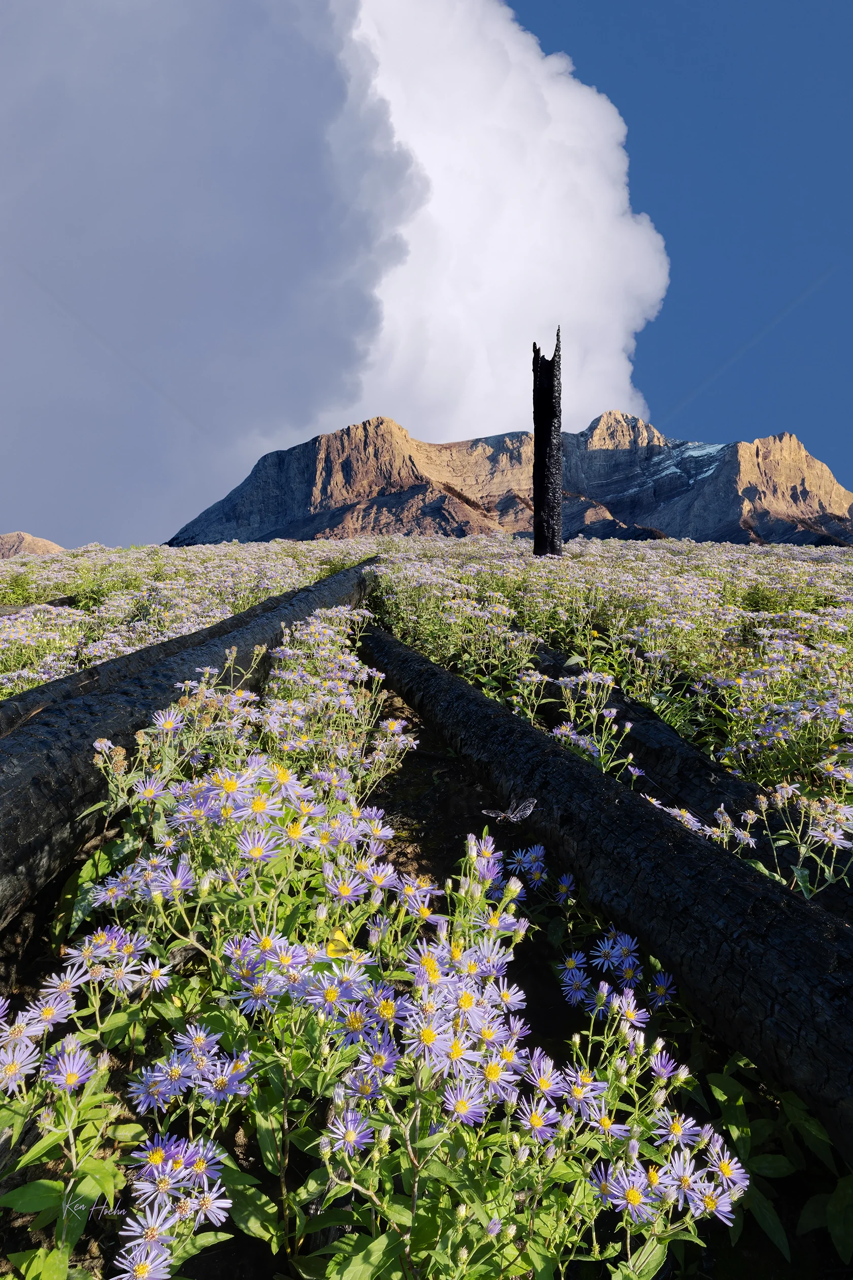 ashes to astres 3 to 2 watermarked.webp