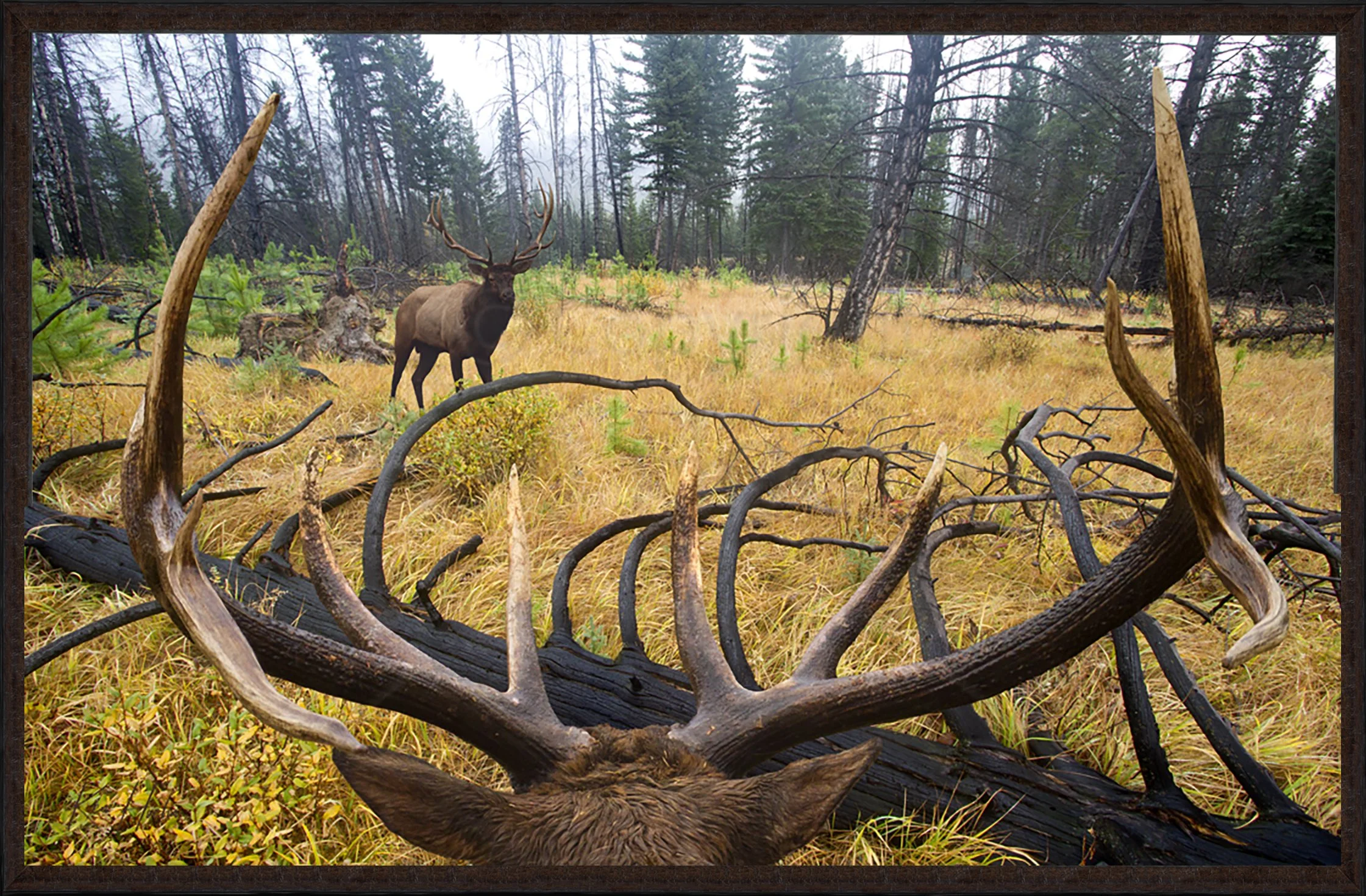 Chosen Ground Framed 87.jpg