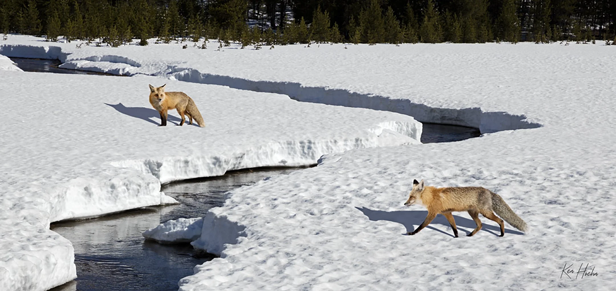 Foxes Without Borders Unframed.jpg