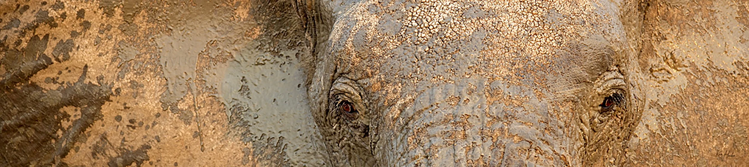 Livingstones Eyes Unframed.jpg