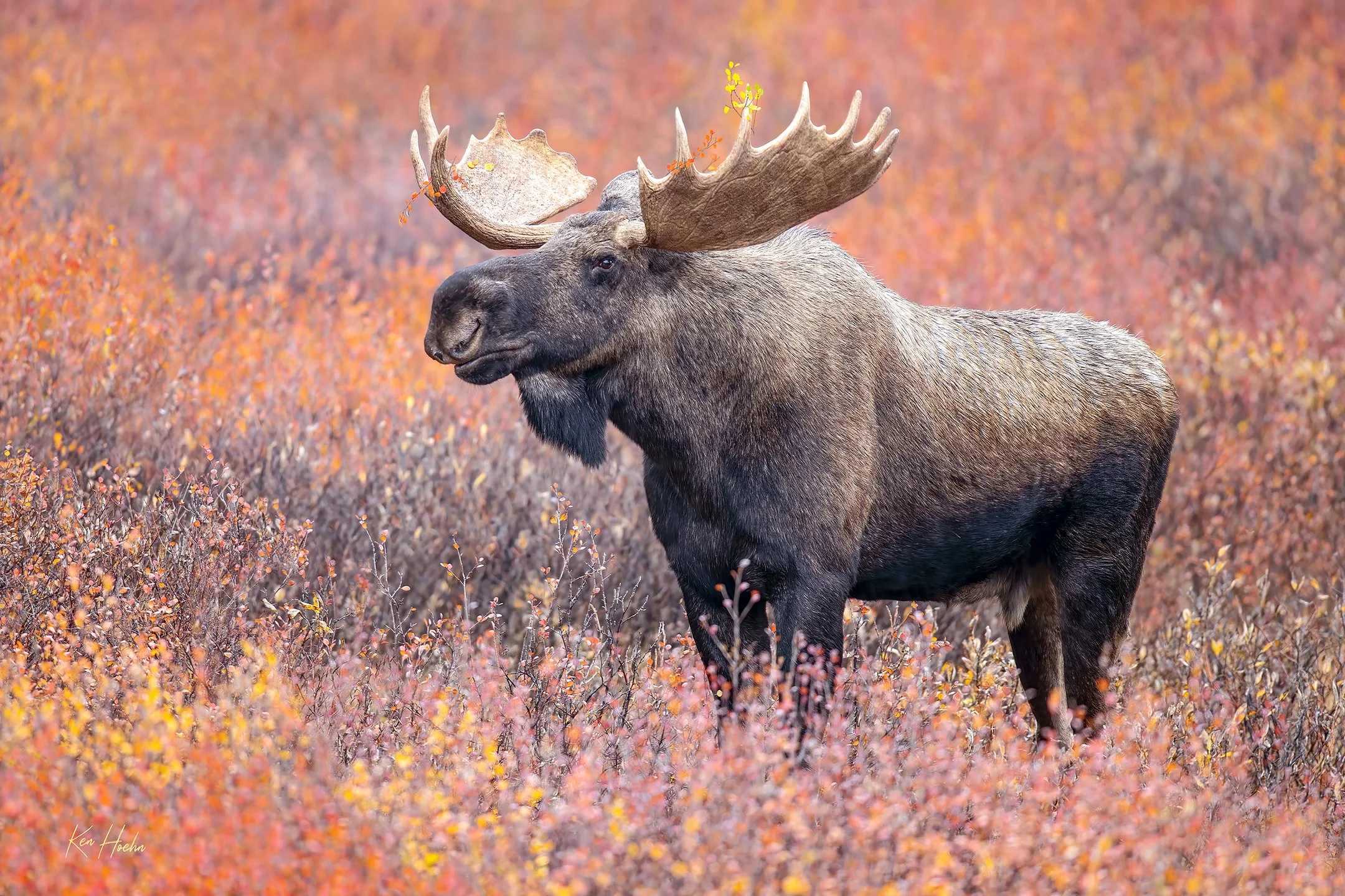 Crowned in Fire Opals.jpg