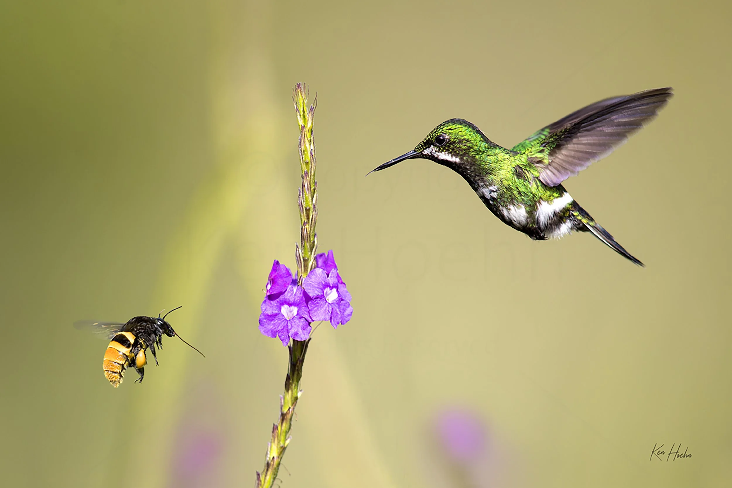Four Part Harmony Unframed.jpg