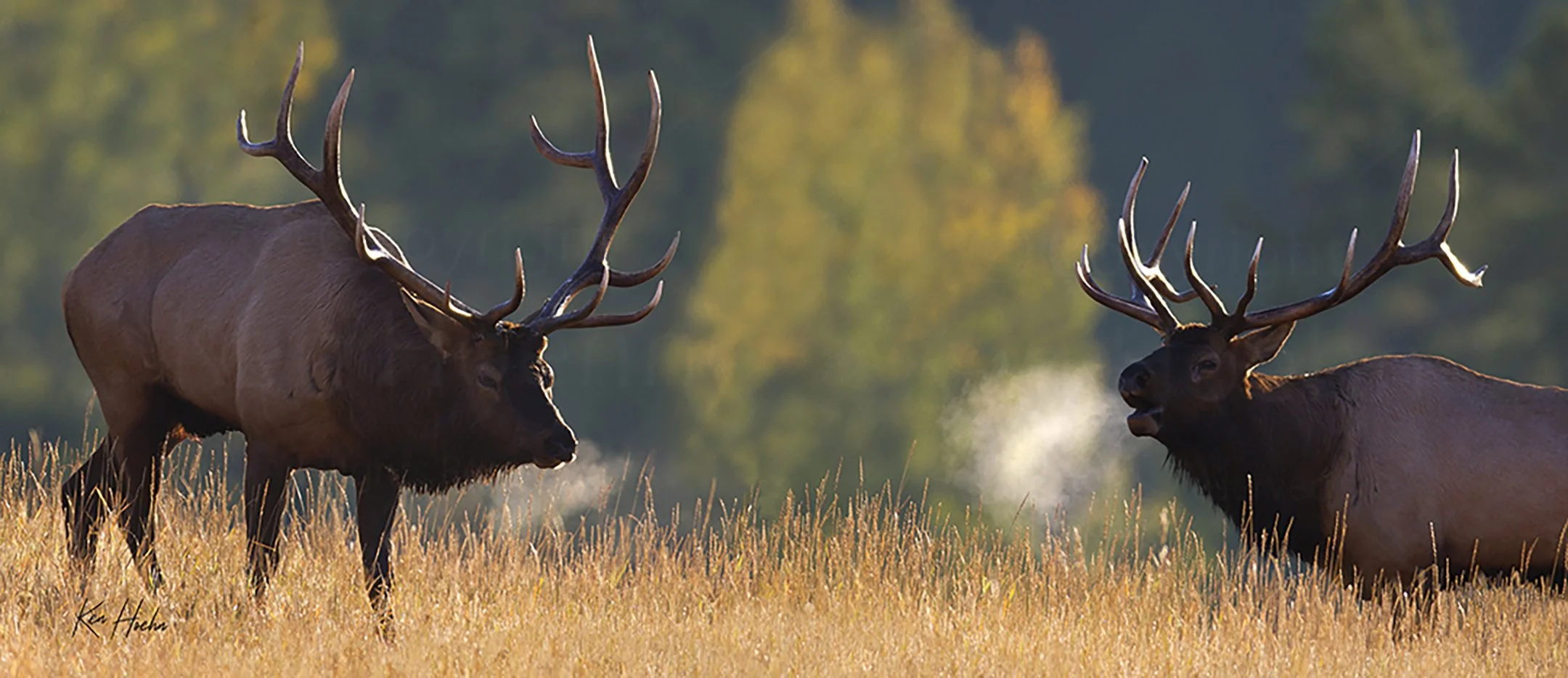 The Proclamation Unframed.jpg