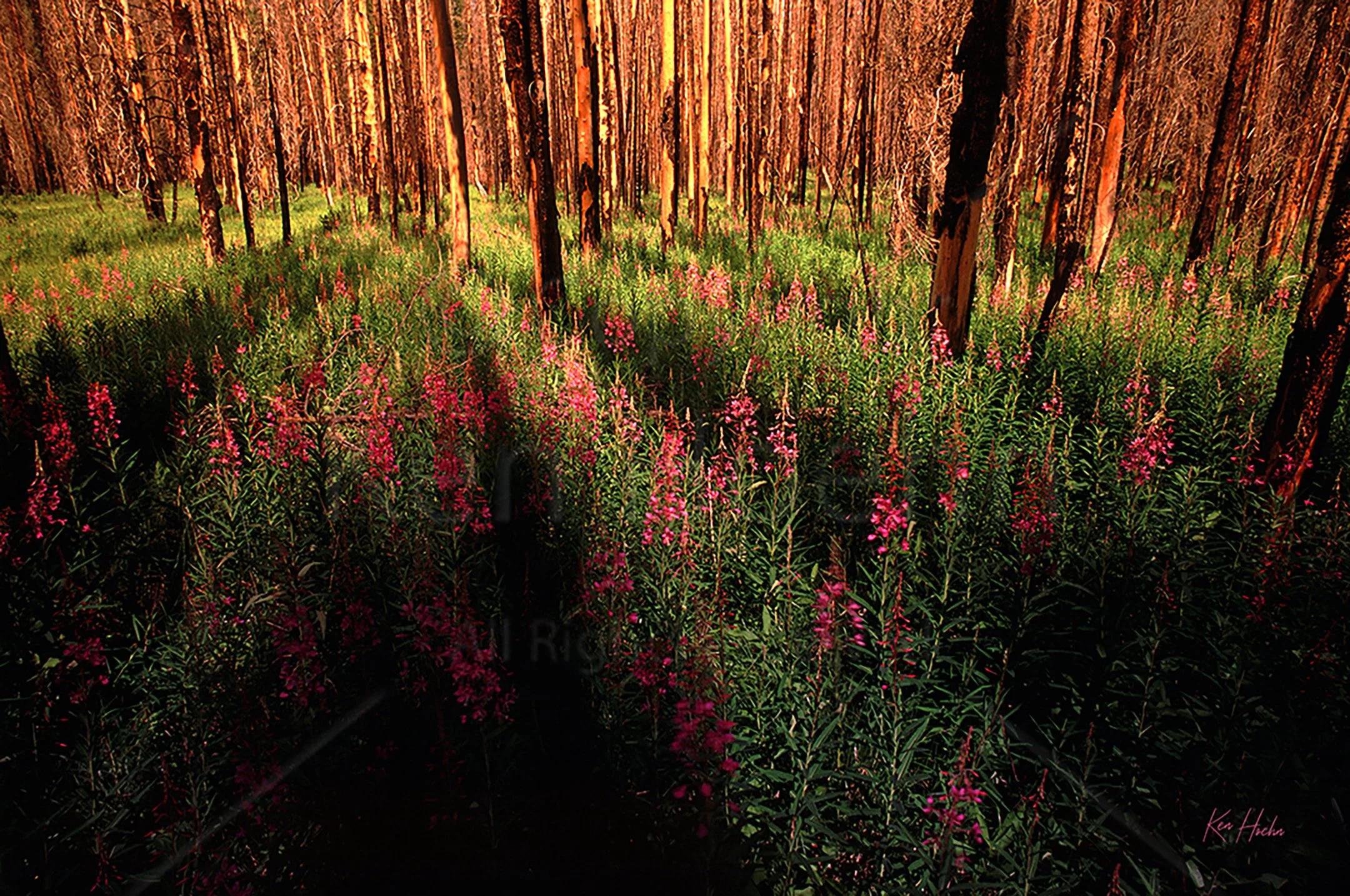 Renaissance Unframed.jpg