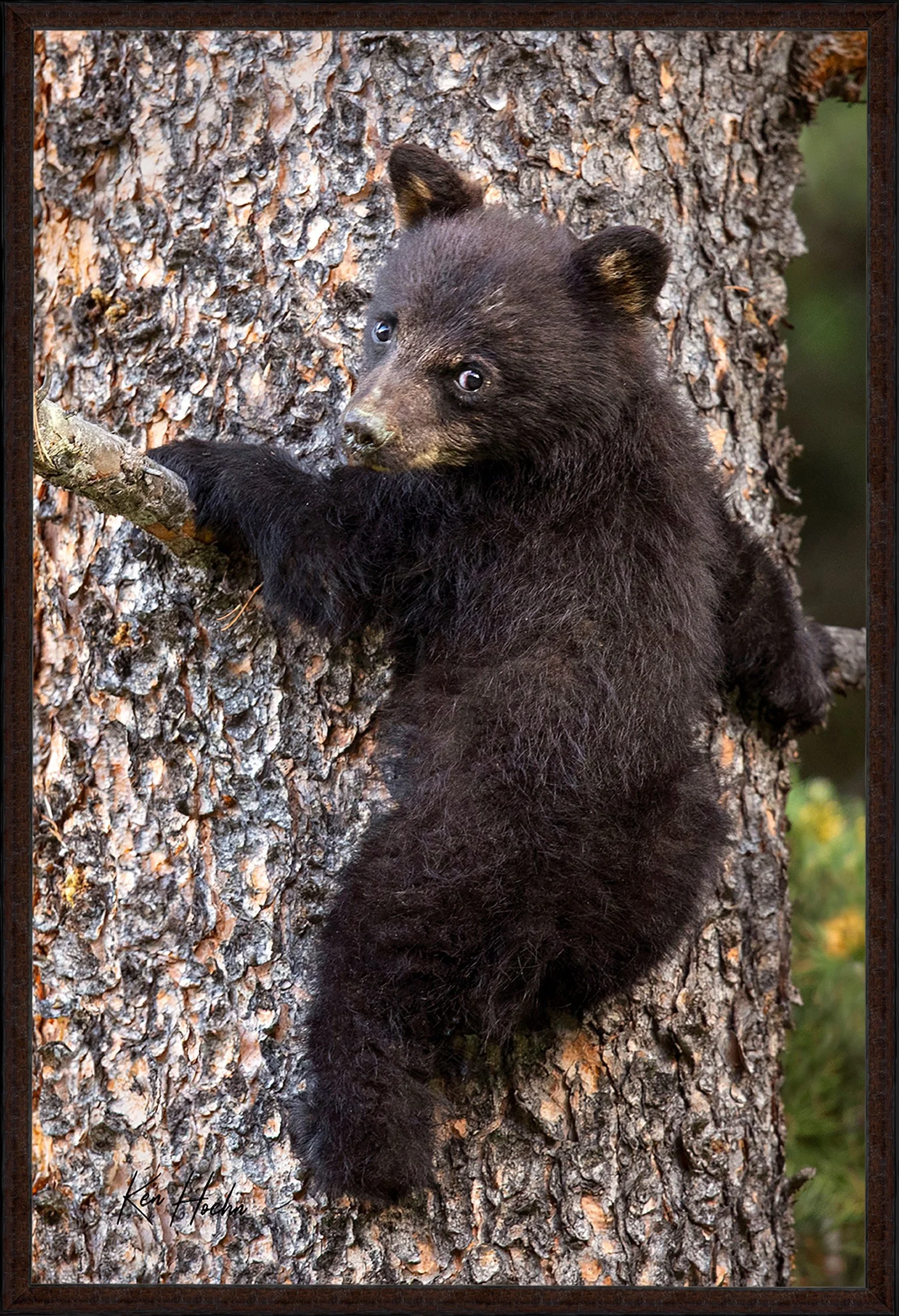 Lookin Back at Banff FR 87.jpg