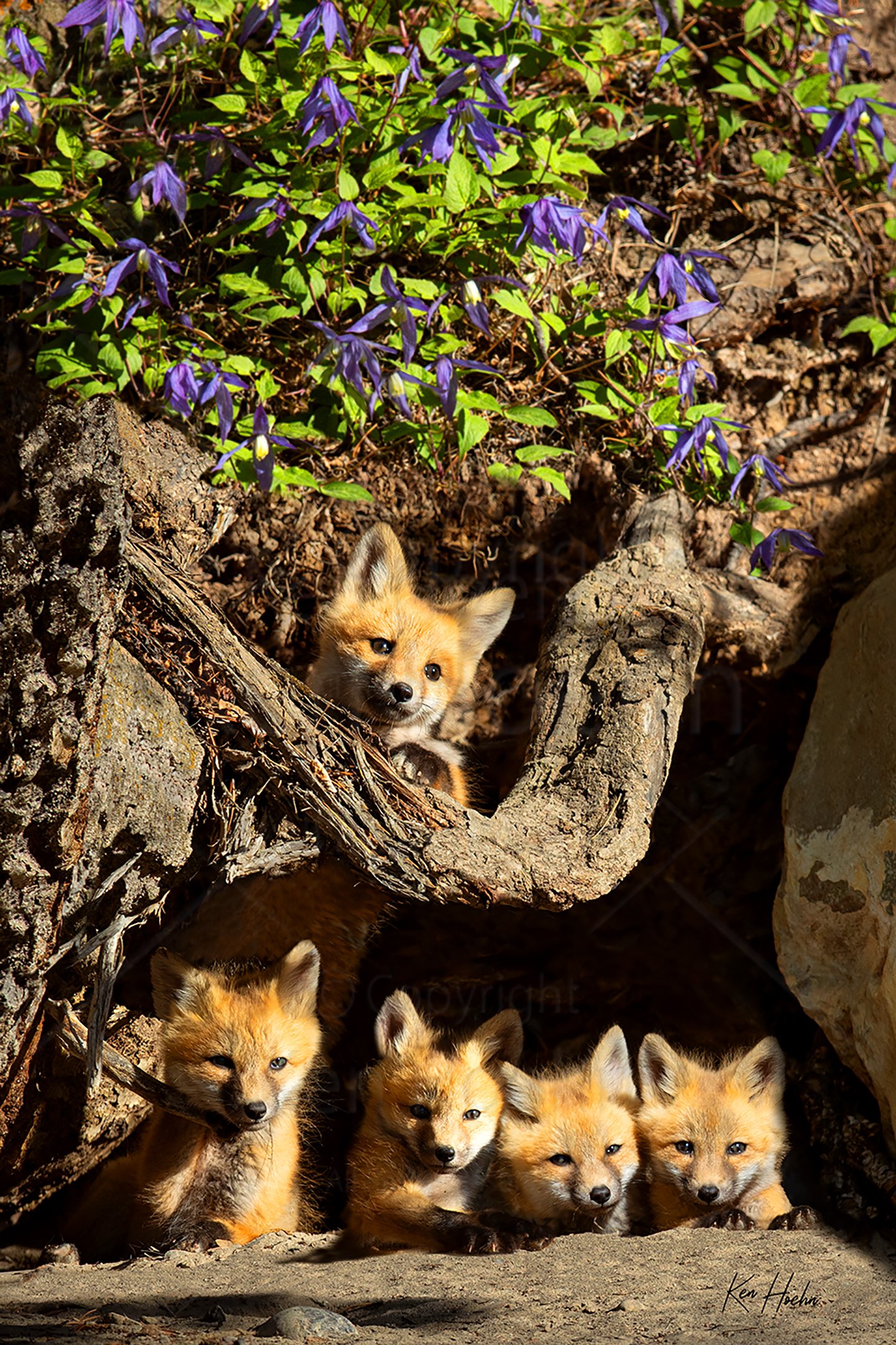 The Star of the Show Unframed.jpg