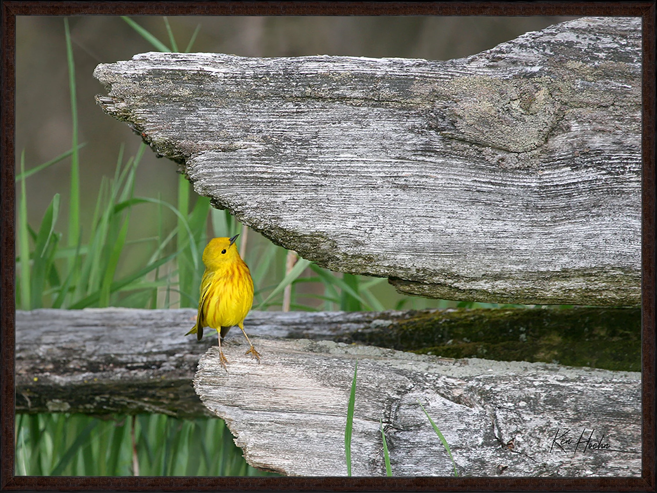 Remembering Steve Irwin Framed 87.jpg
