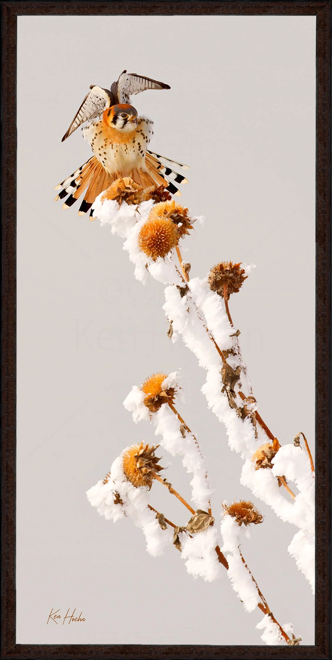 Its 8Oclock Sparrowhawk Framed 87.jpg