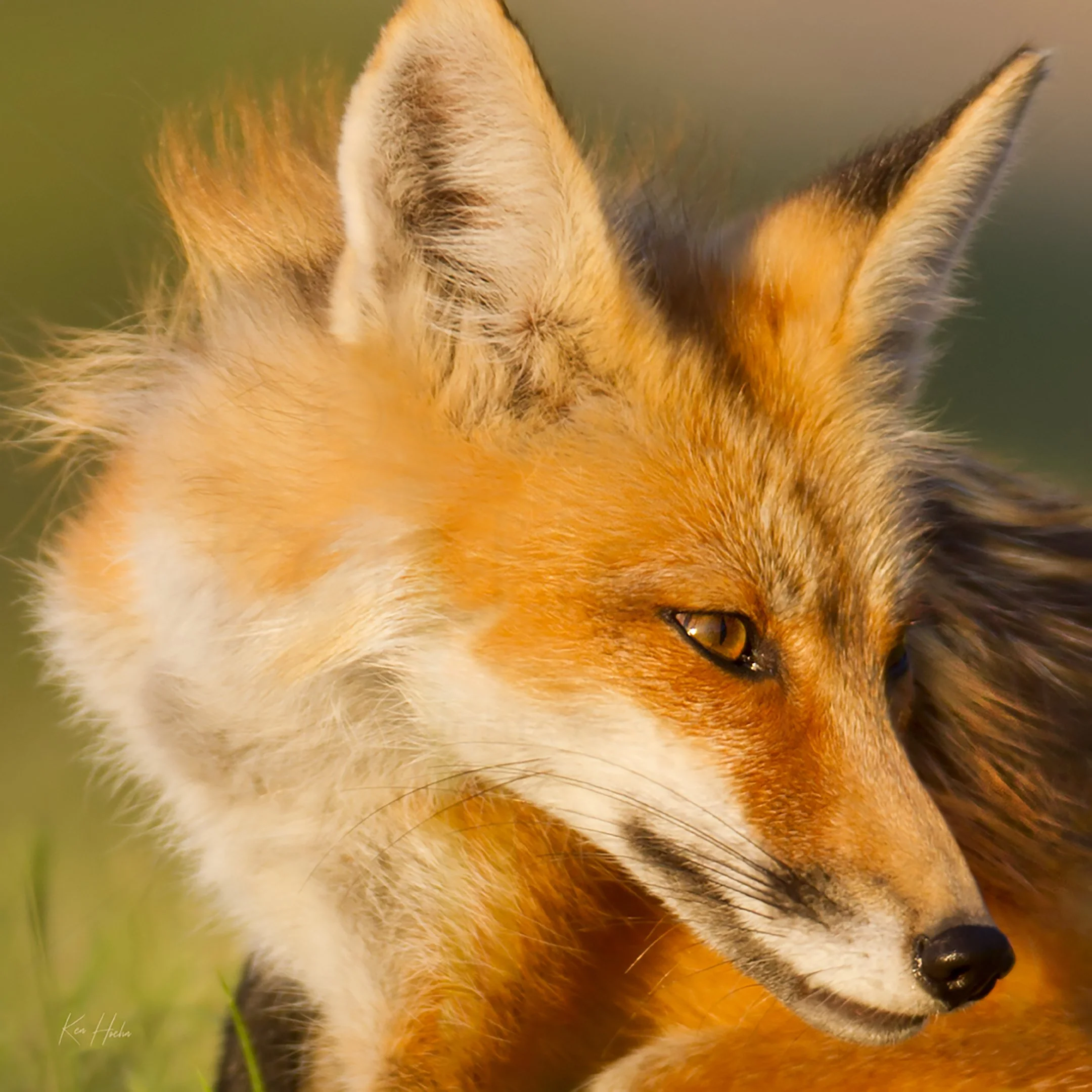 Another Pretty Face Unframed.jpg