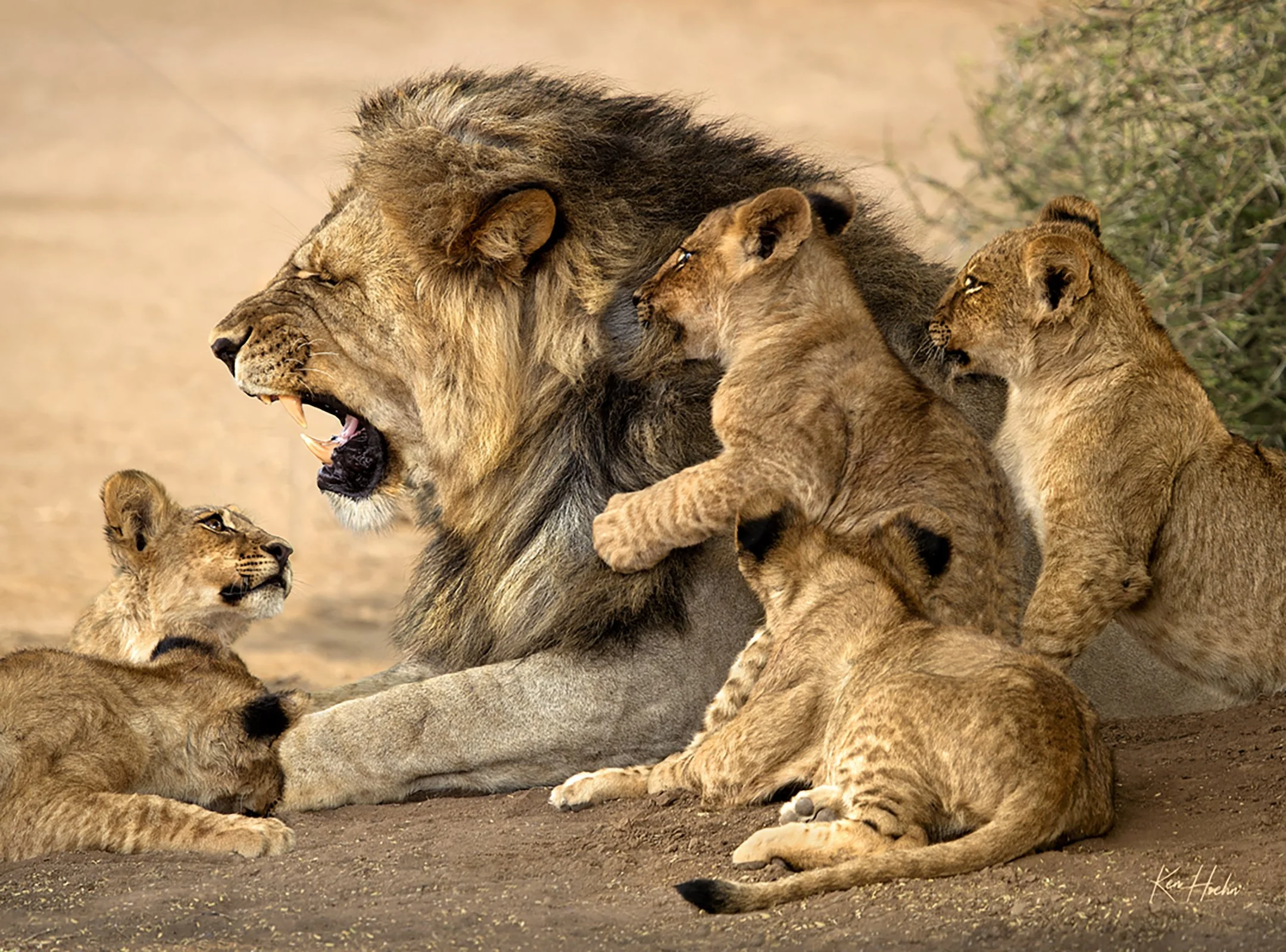 Why Some Dads Go Bald Unframed.jpg