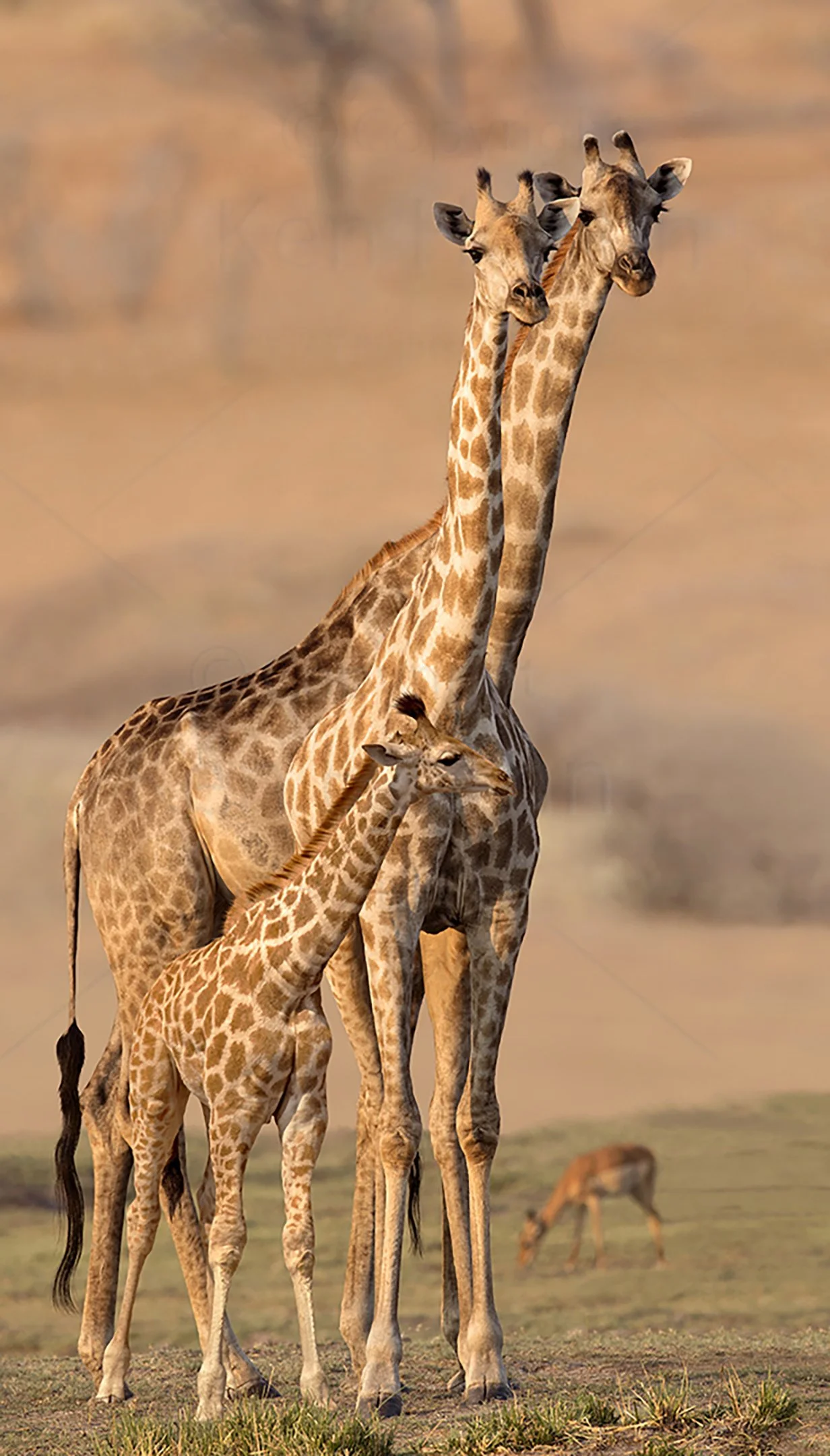 Necking Leads to Responsibilities Unframed.jpg