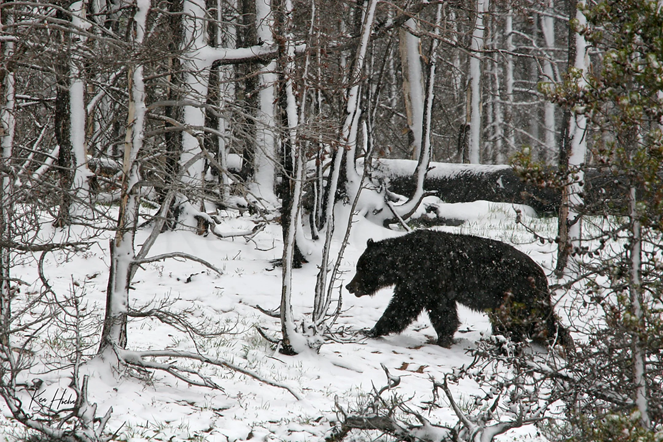 A Wanderer in the High Country Unframed.jpg