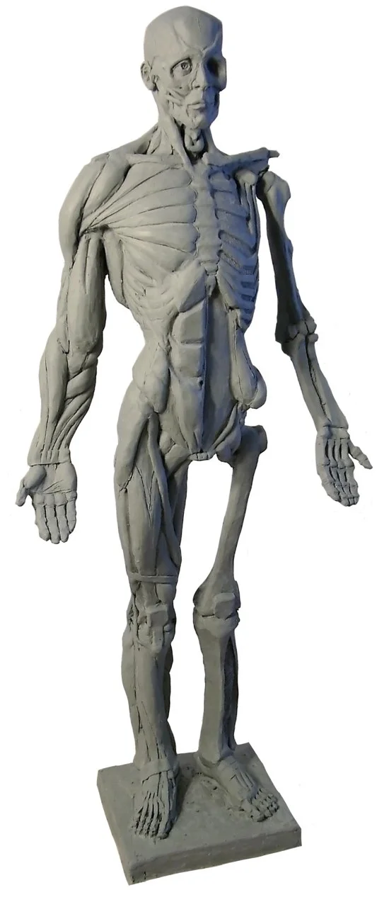 Ecorche_Front_1.jpg