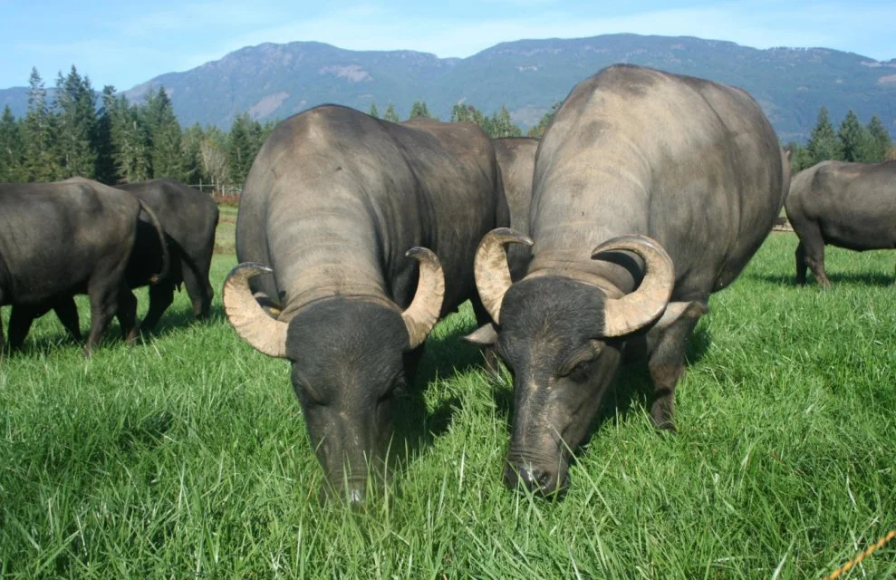 COLEMAN MEADOWS FARM Located in the beautiful Alberni Valley. Coleman Meadows Farm is home to a herd of 100% grass-fed happy Water Buffalo. They have an on farm market open year round Saturdays 10-2. Extended hours in the summer. Visit Coleman Meadows Farm on Facebook! VISIT WEBSITE (new site under construction)