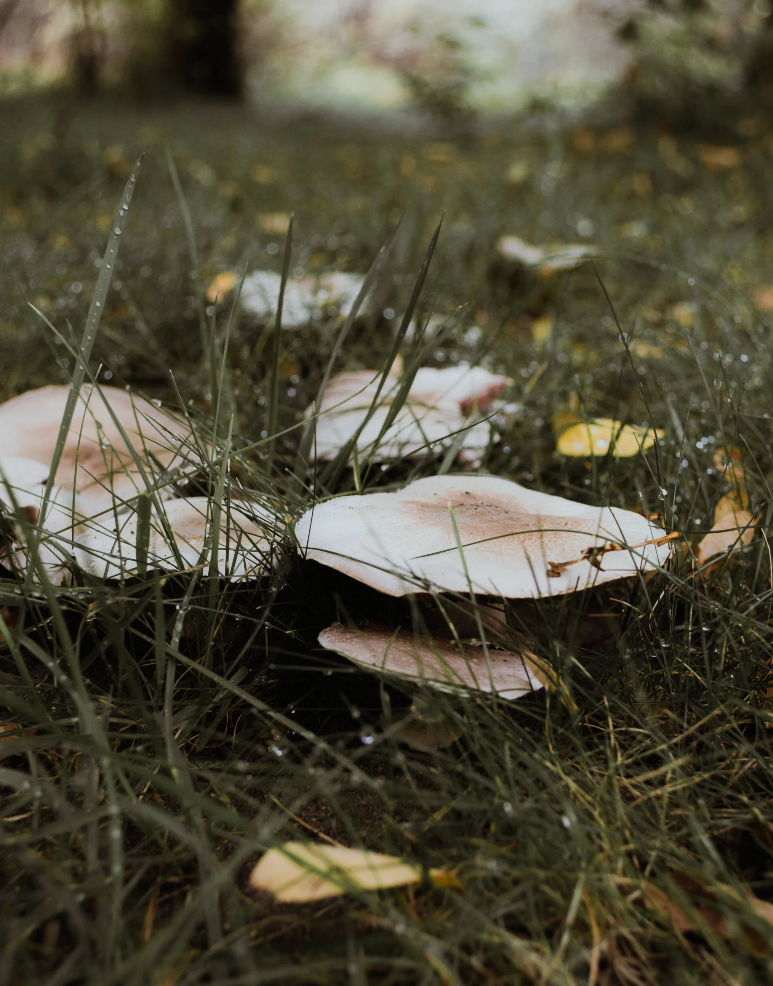 DSC_2208.jpg