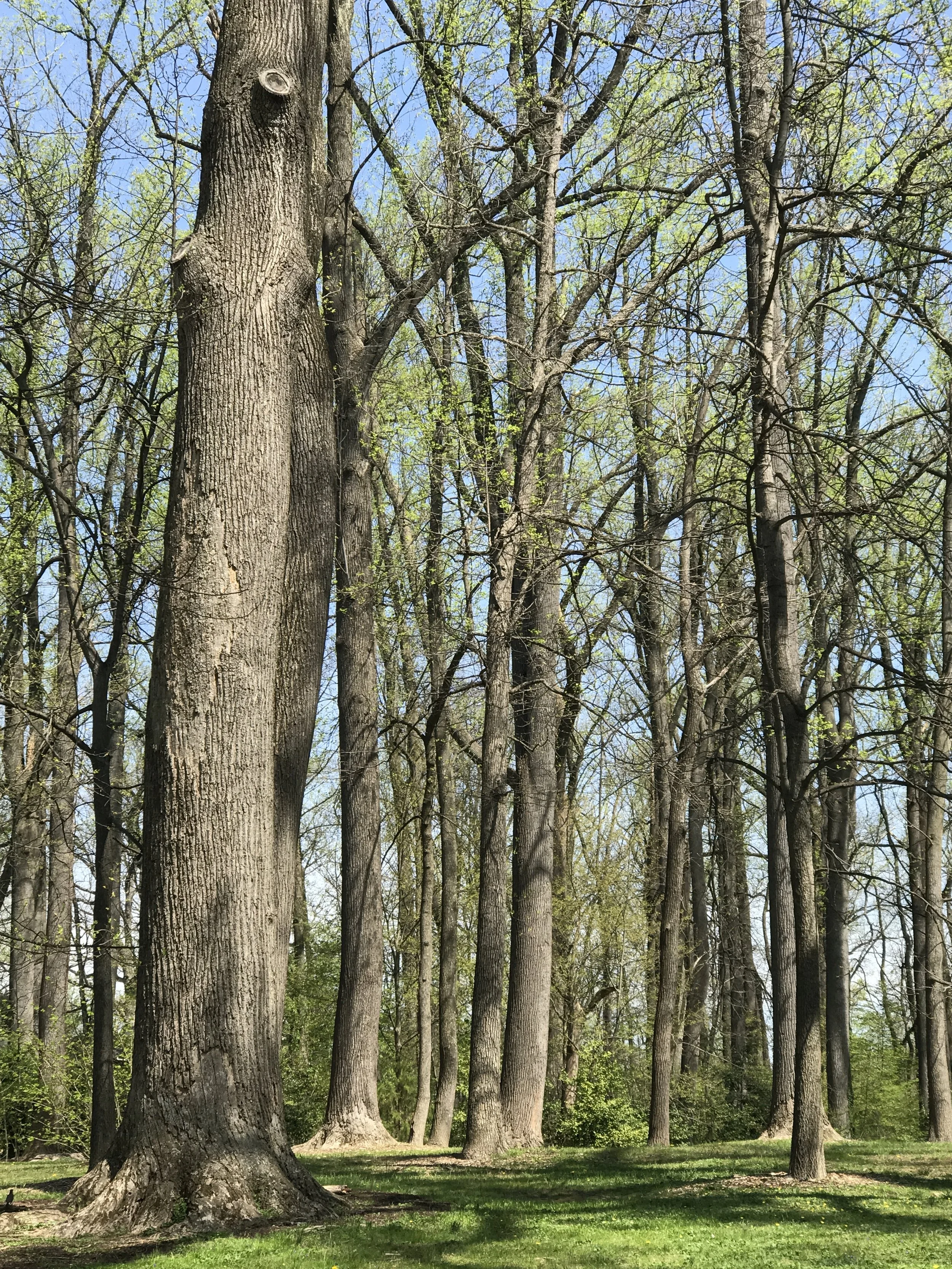 trees.jpg