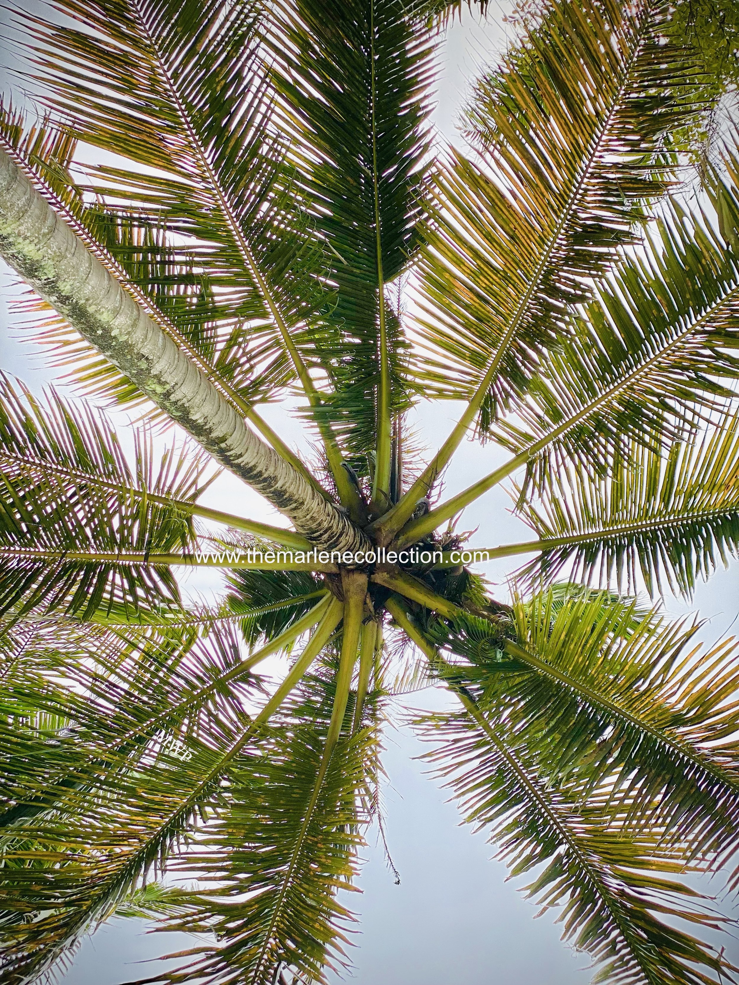 lookup.jpeg