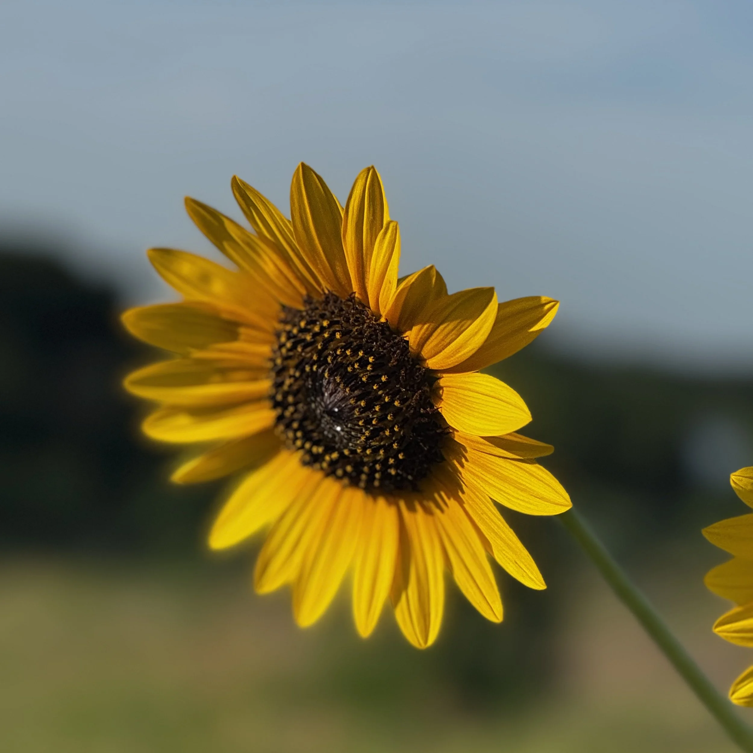 June in Grief: How to Deal with Loss