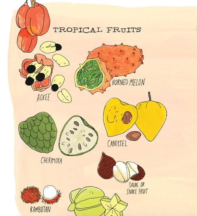 The Illustrated Anatomy of Food
