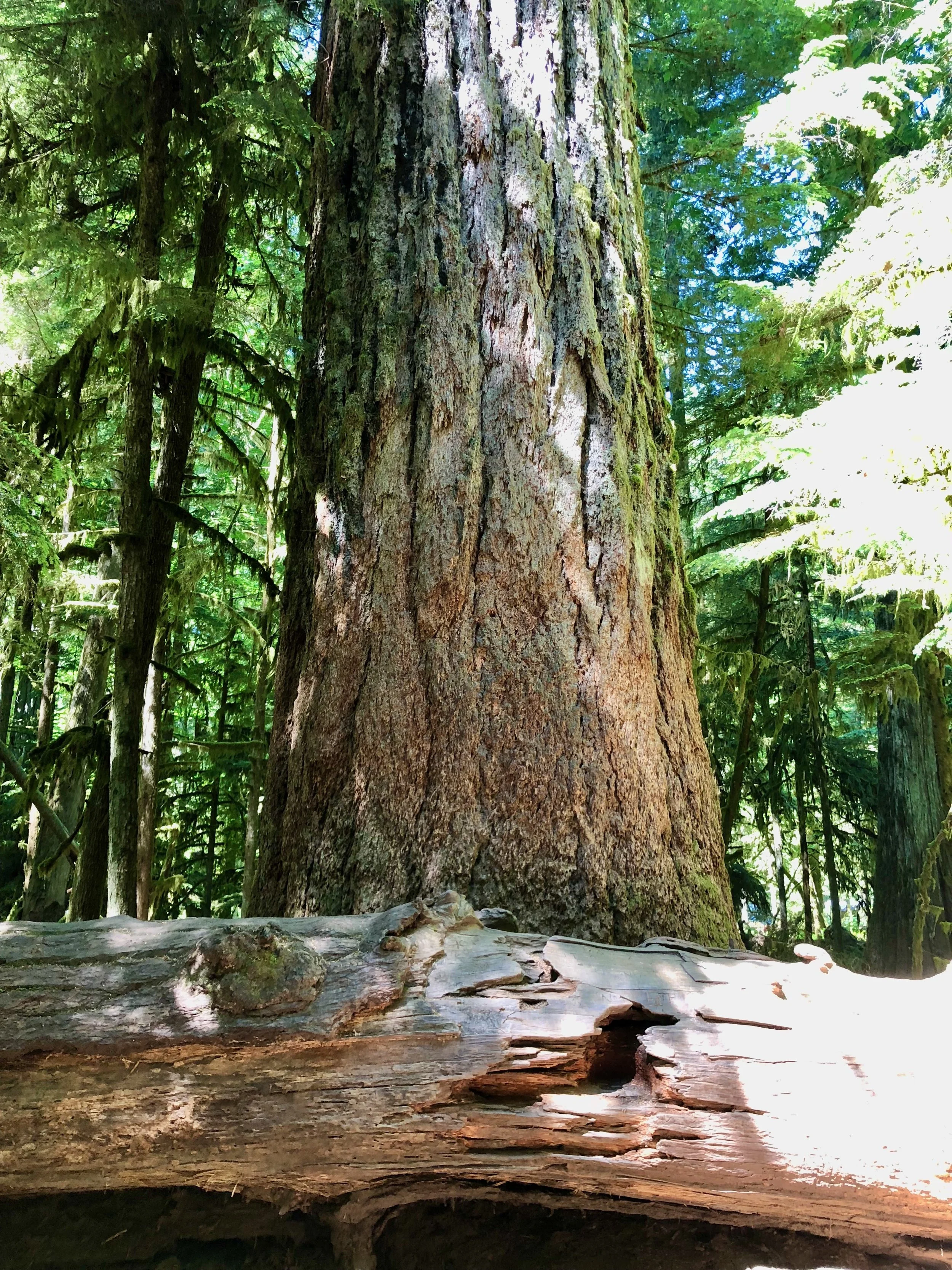 Tree and breaking log, Cathedral Grove, BC, Canada