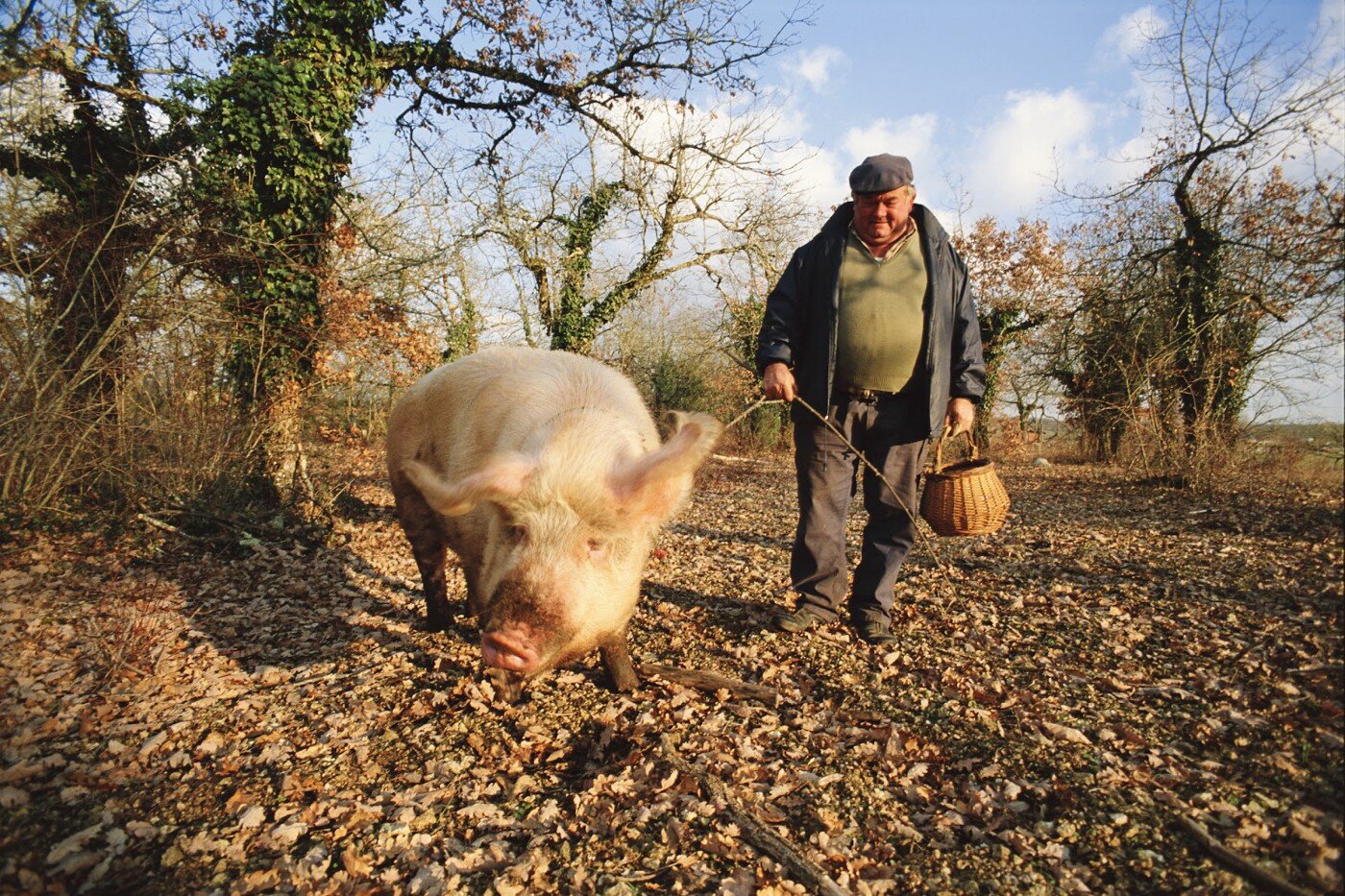 Франция свинья. Гриб трюфель ищет свинья.