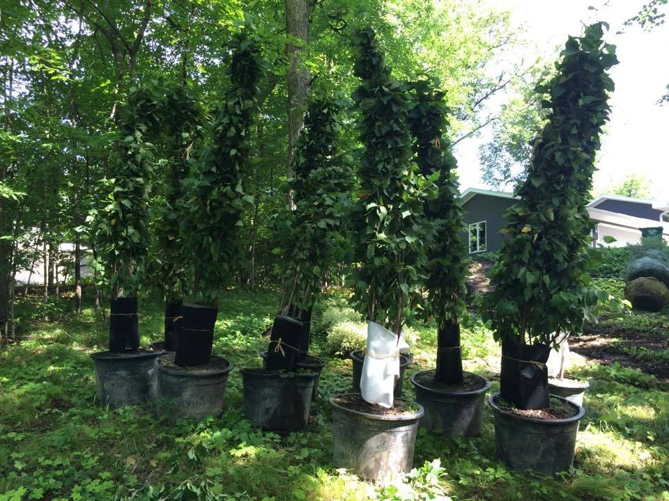birch trees delivered.jpg