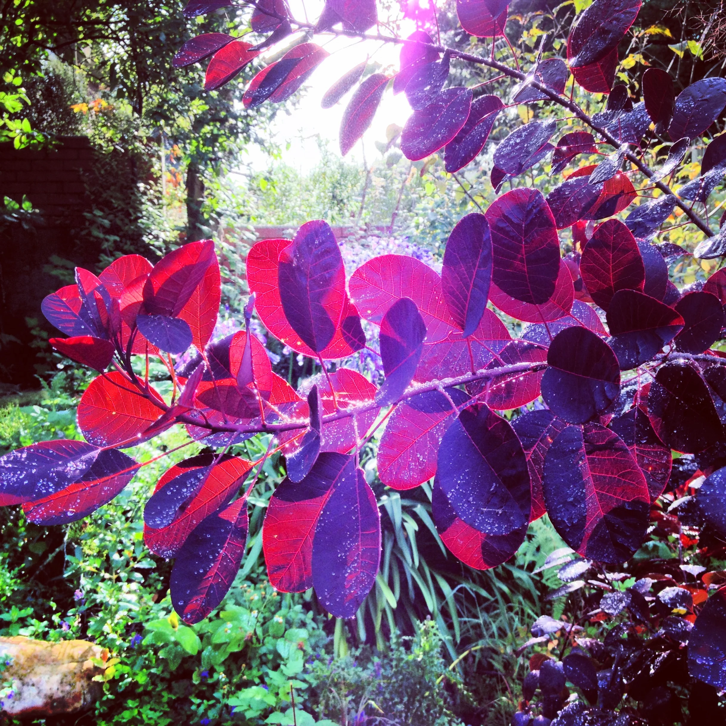 backyard garden colour 2.jpg