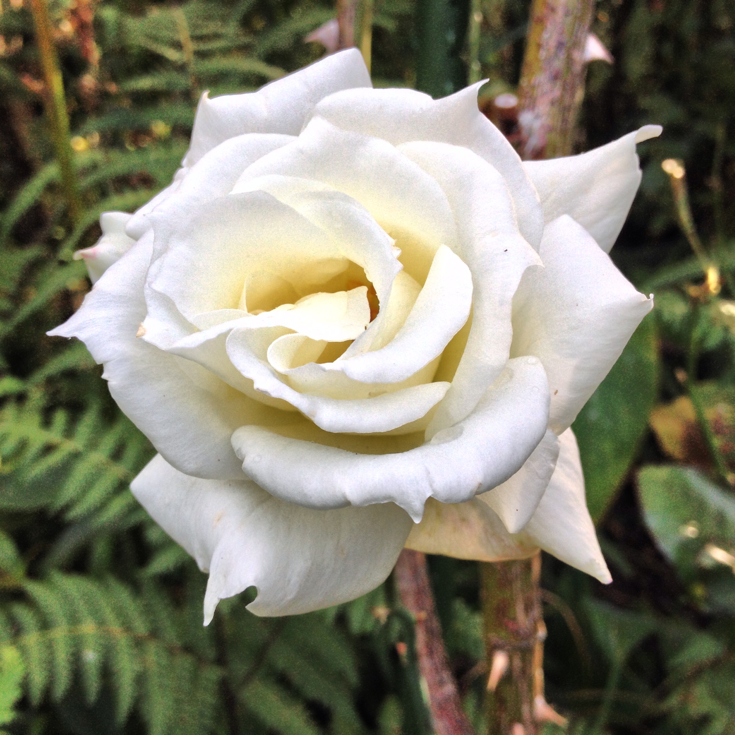 backyard rose 2.jpg
